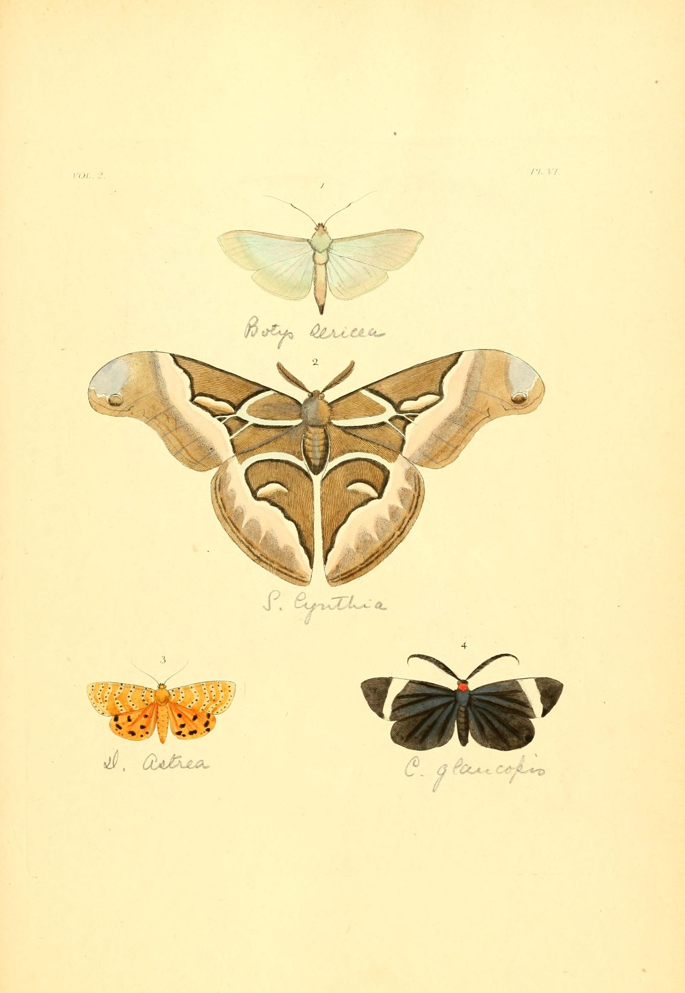 Flickr - BioDivLibrary - n120 w1150 (1)
