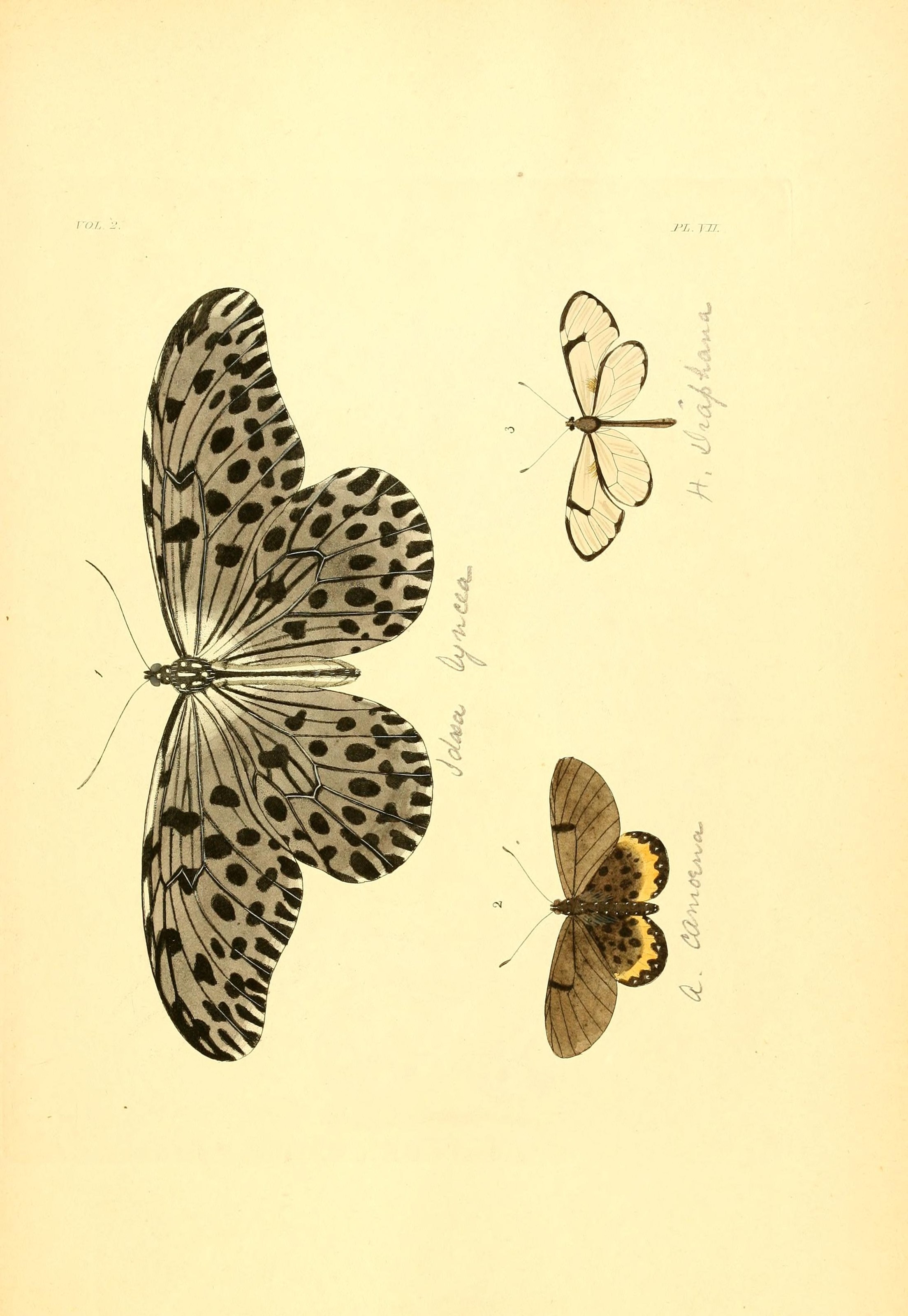 Flickr - BioDivLibrary - n122 w1150 (2)