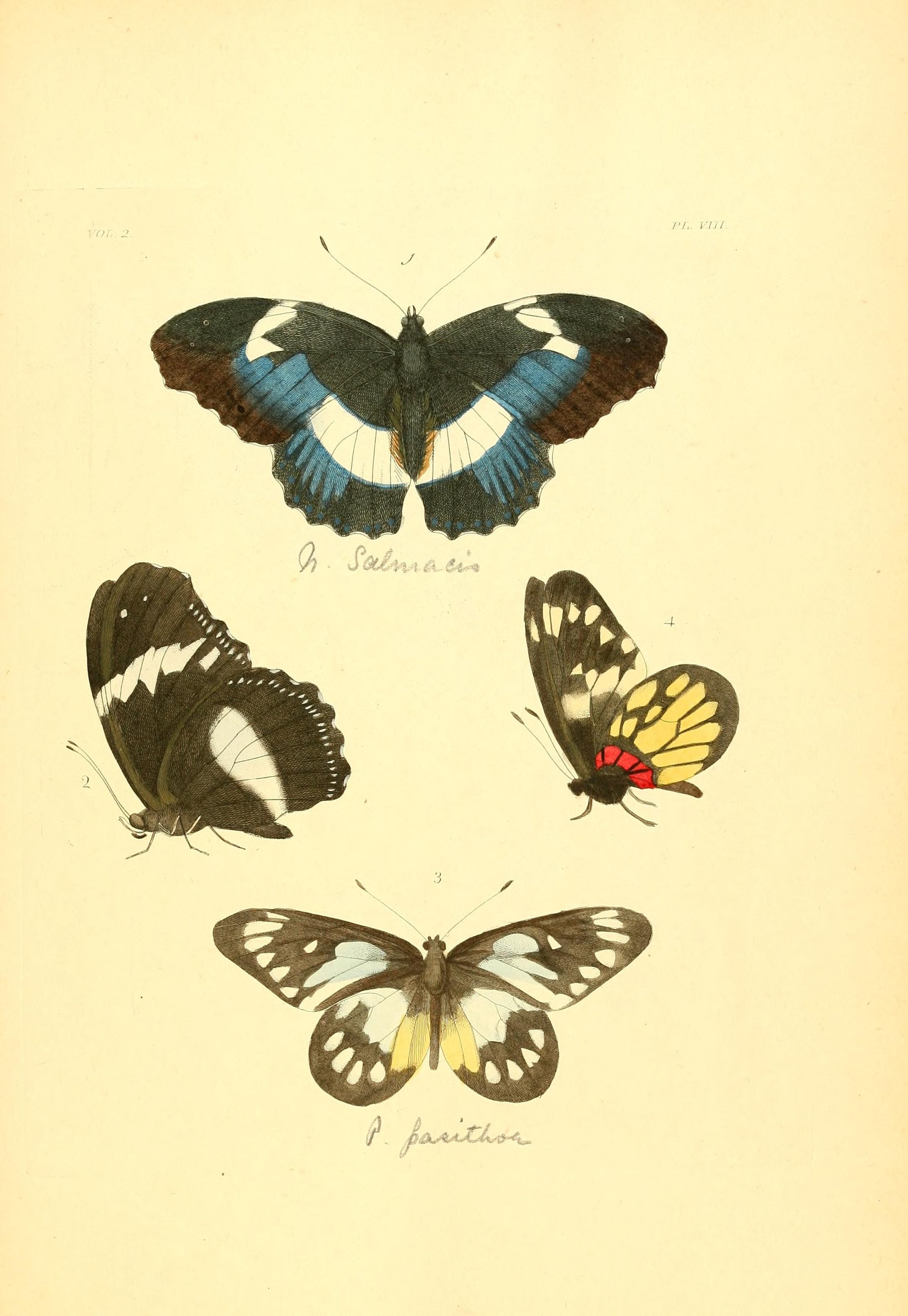 Flickr - BioDivLibrary - n124 w1150