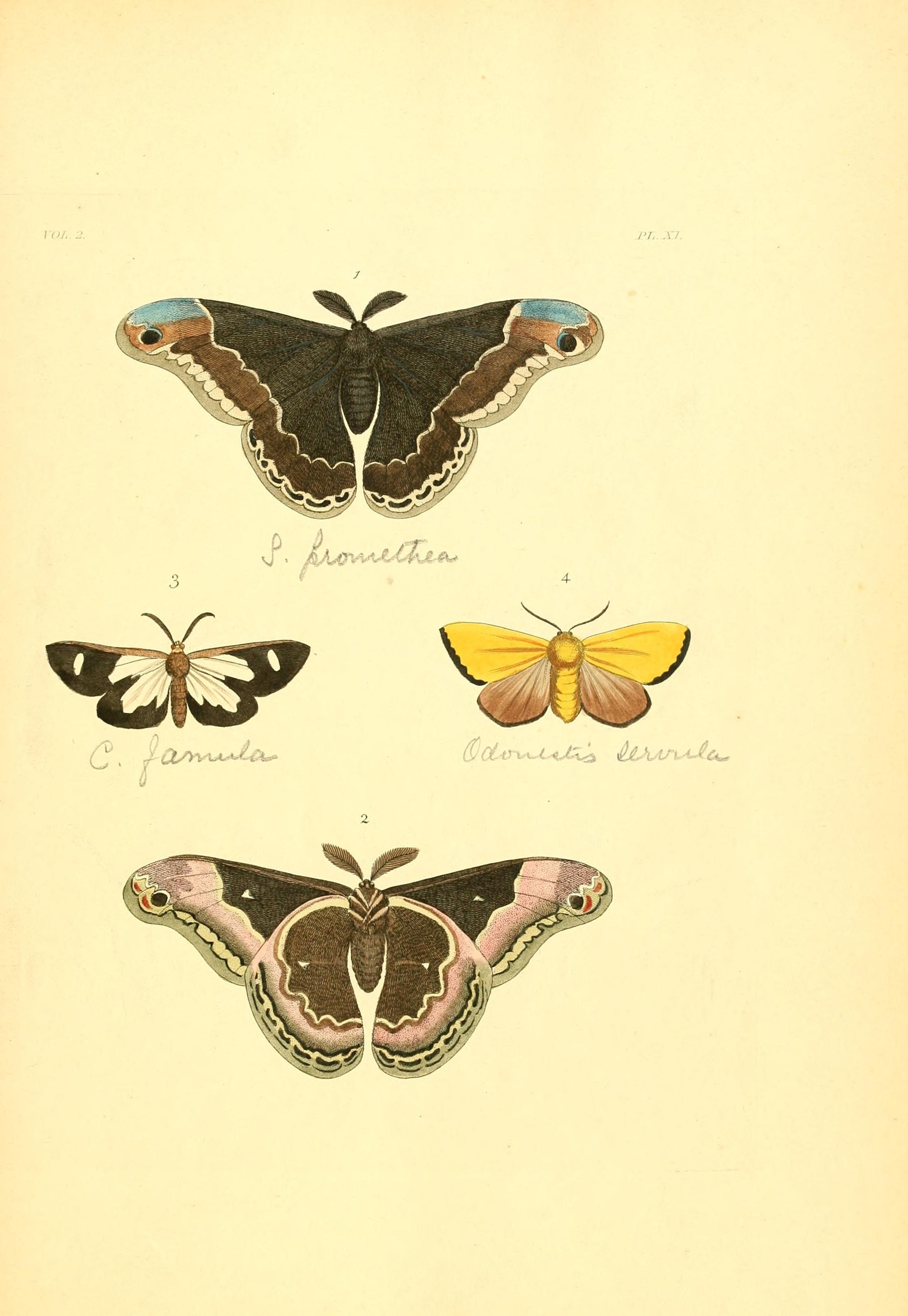 Flickr - BioDivLibrary - n130 w1150 (2)