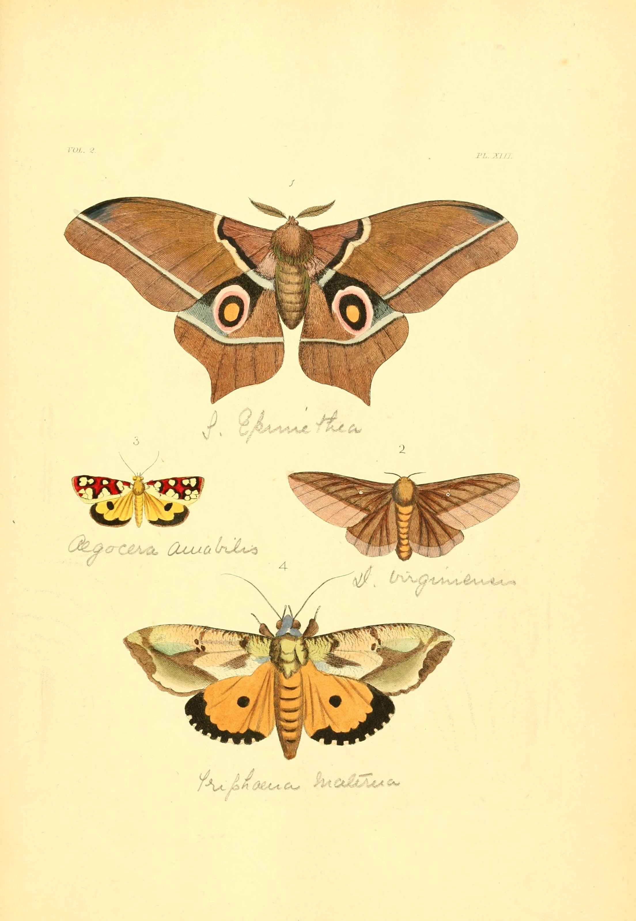Flickr - BioDivLibrary - n134 w1150 (1)