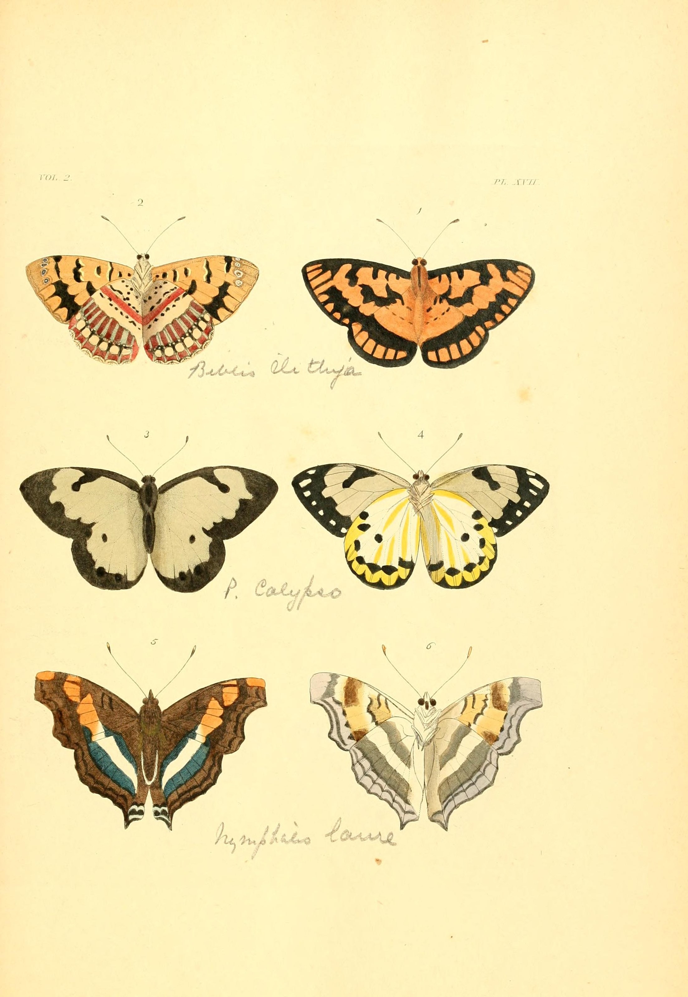 Flickr - BioDivLibrary - n142 w1150 (1)