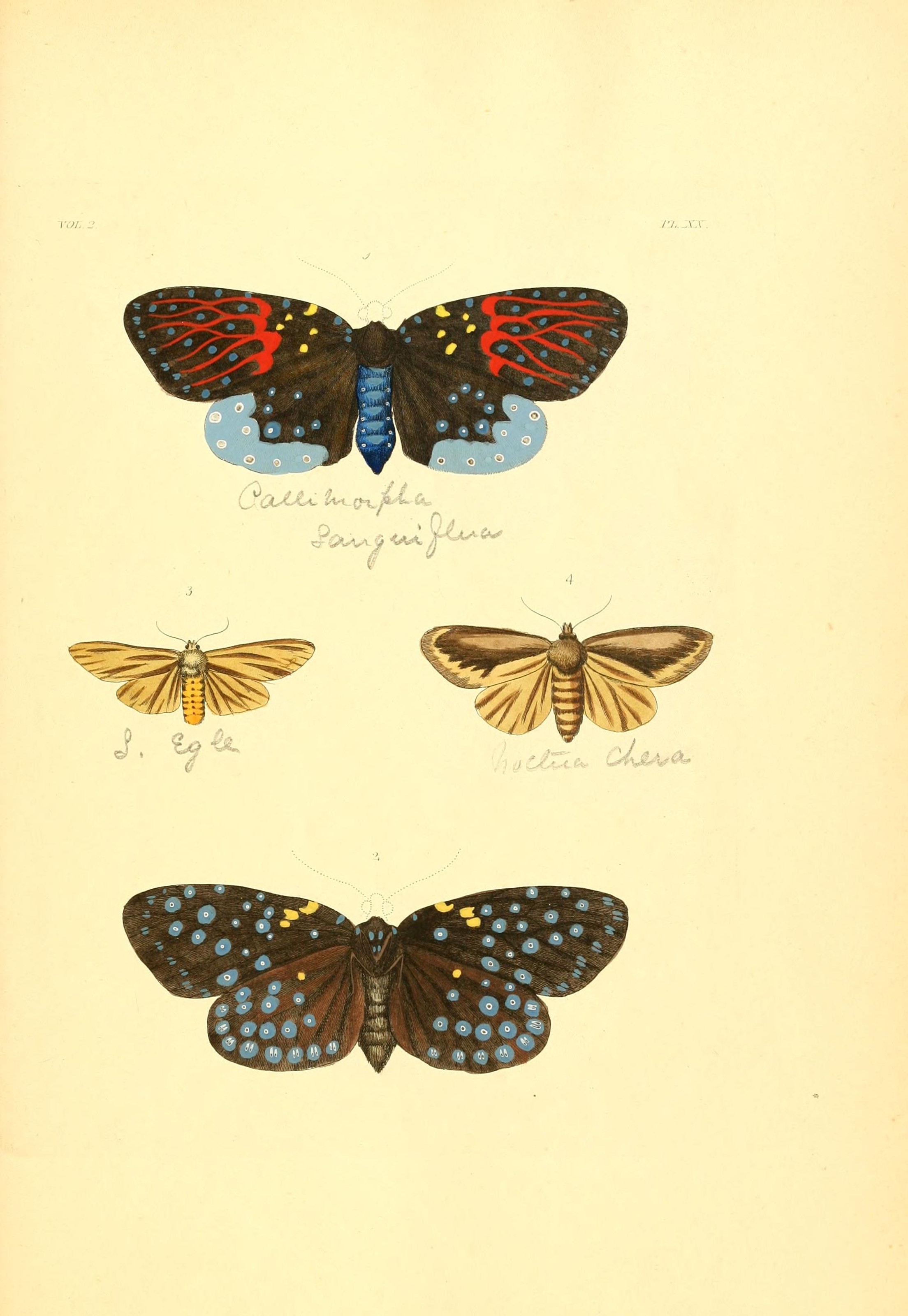 Flickr - BioDivLibrary - n148 w1150 (2)