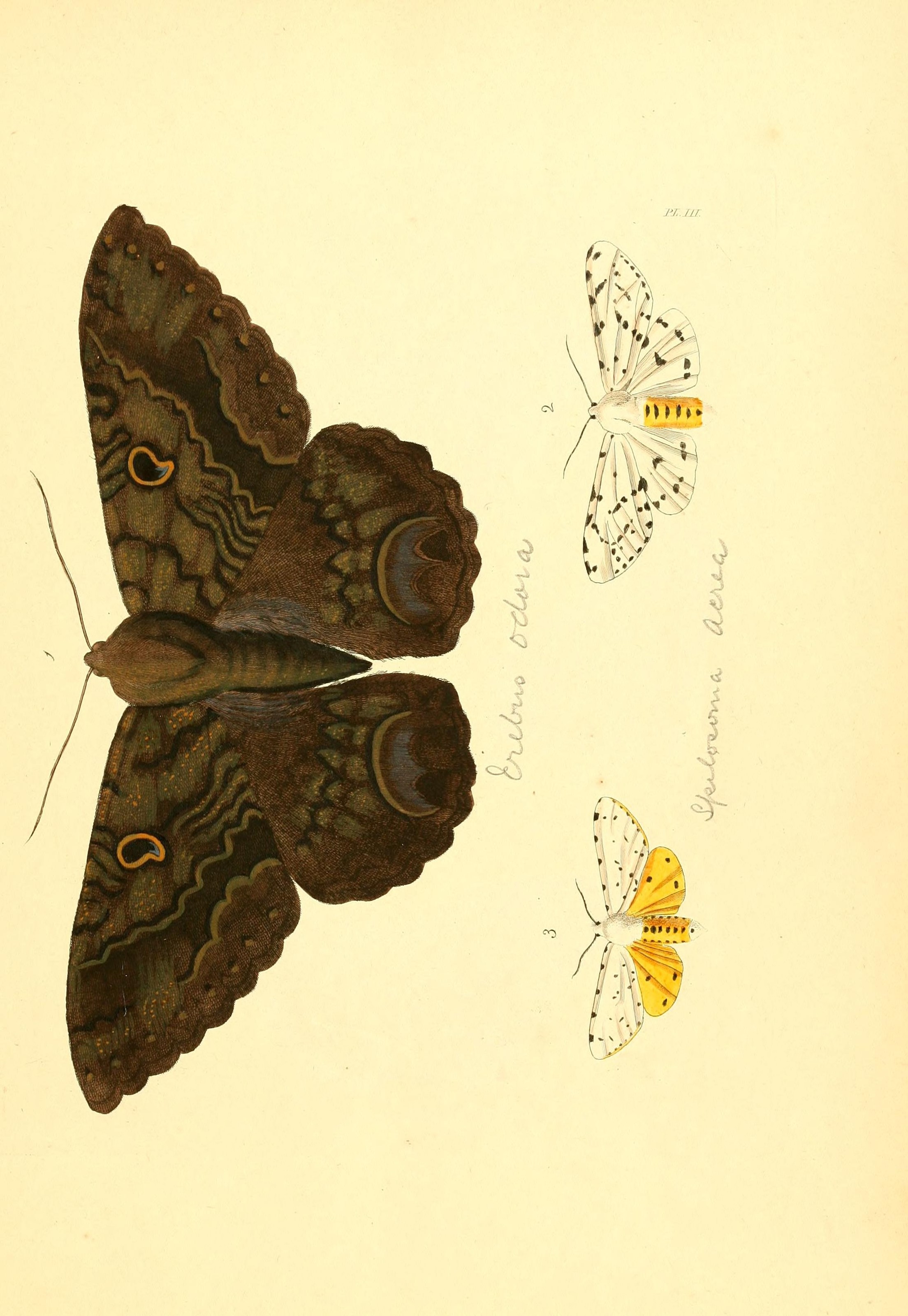 Flickr - BioDivLibrary - n14 w1150 (1)