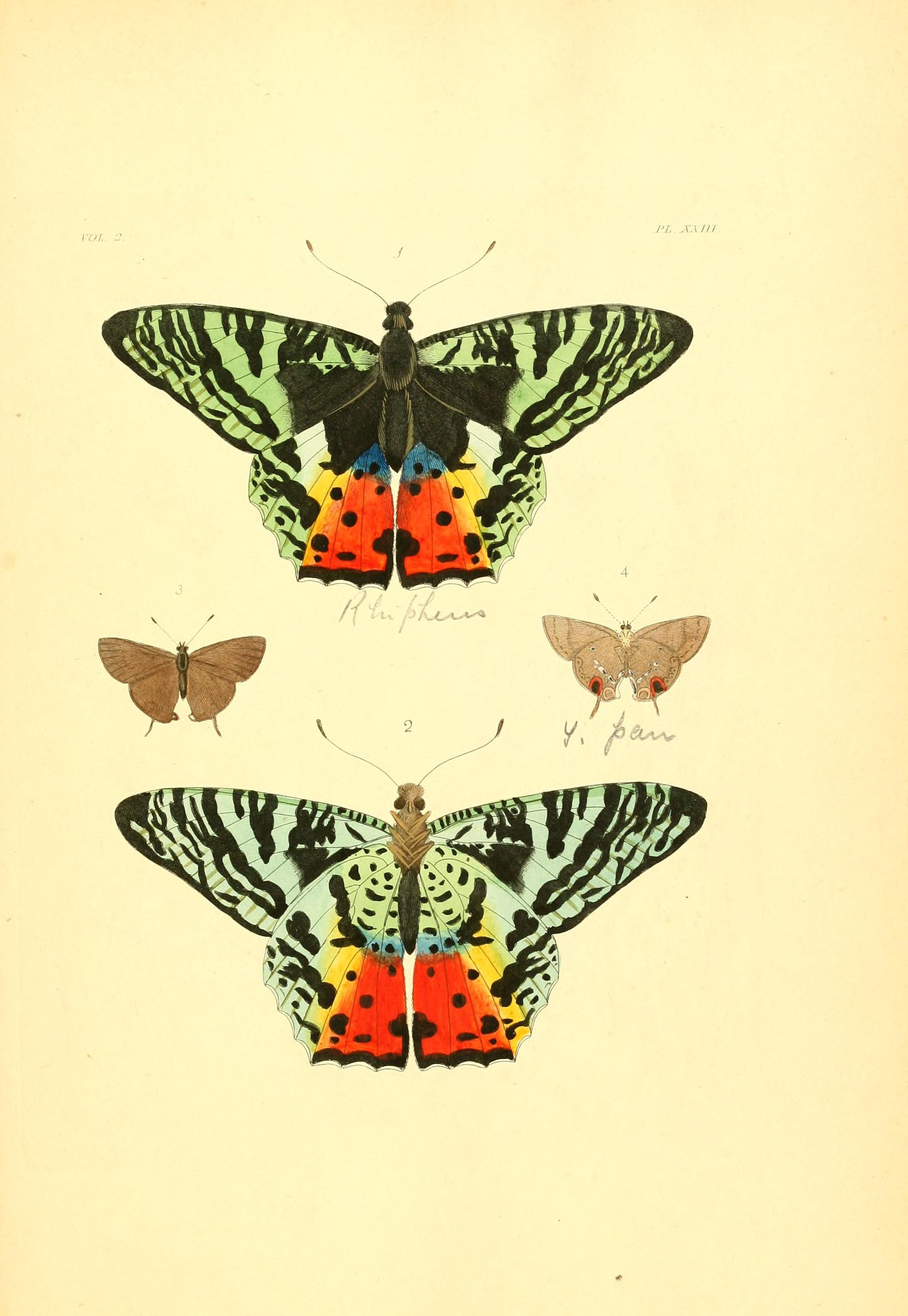 Flickr - BioDivLibrary - n154 w1150 (2)