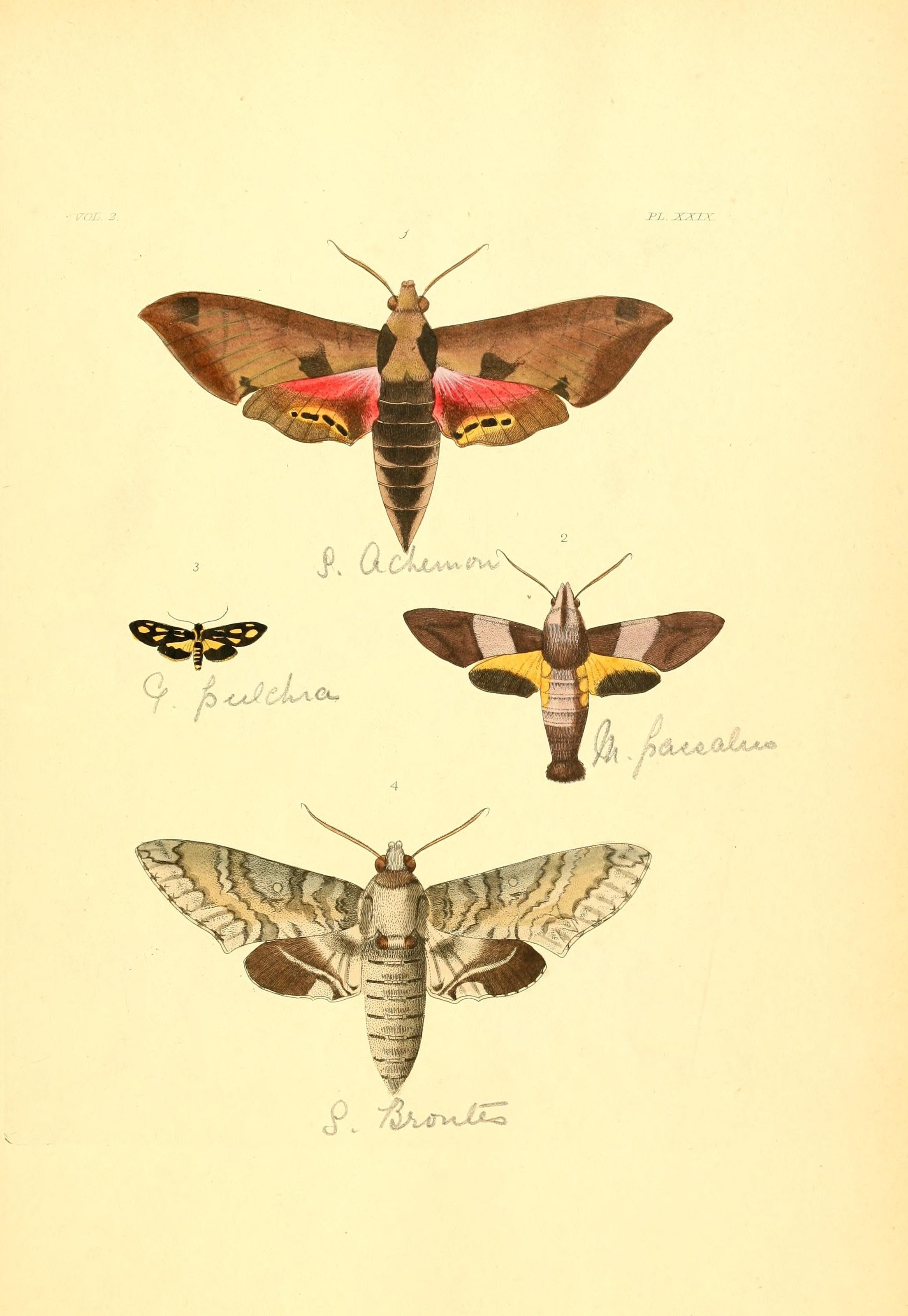Flickr - BioDivLibrary - n166 w1150 (1)