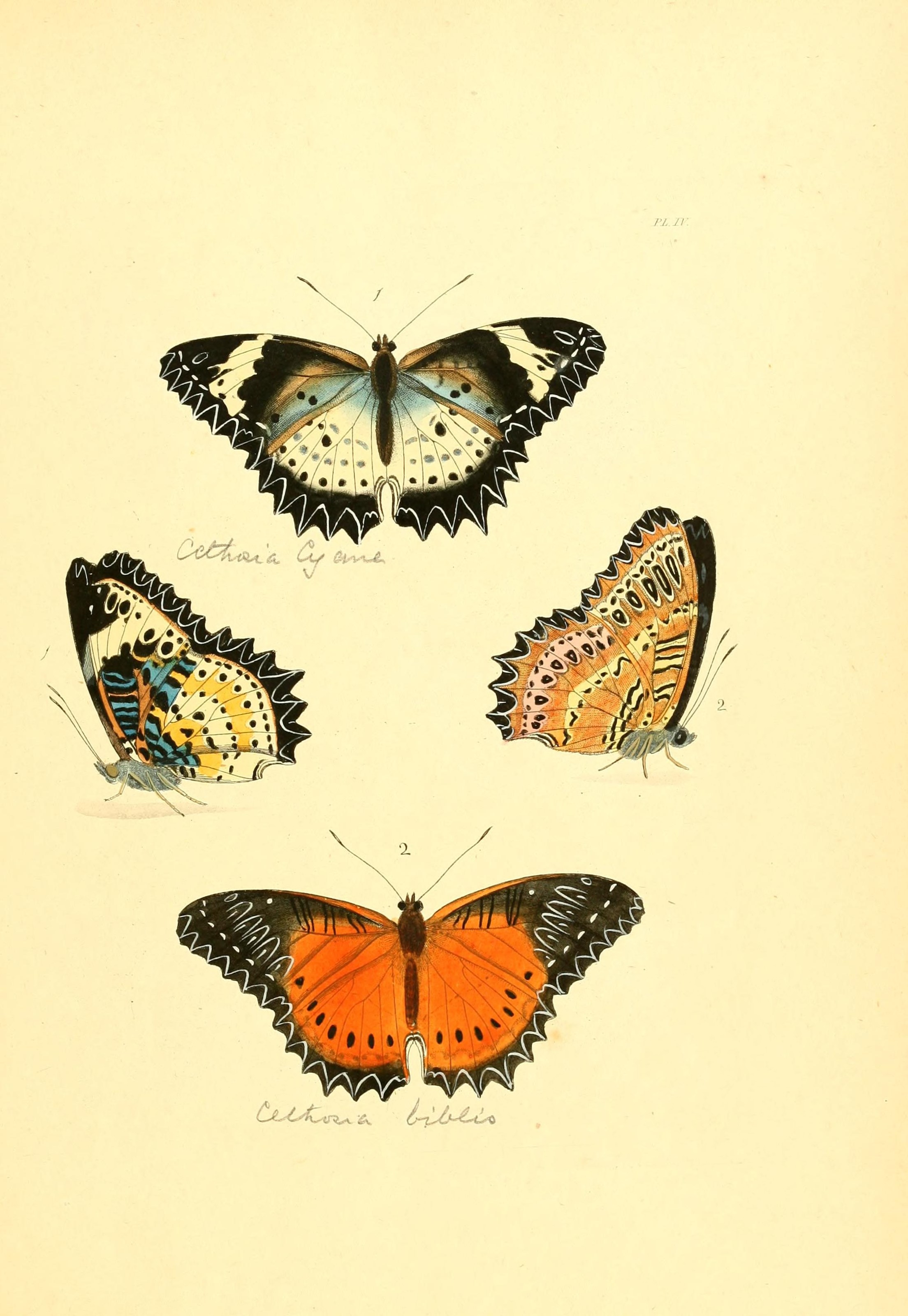 Flickr - BioDivLibrary - n16 w1150 (1)