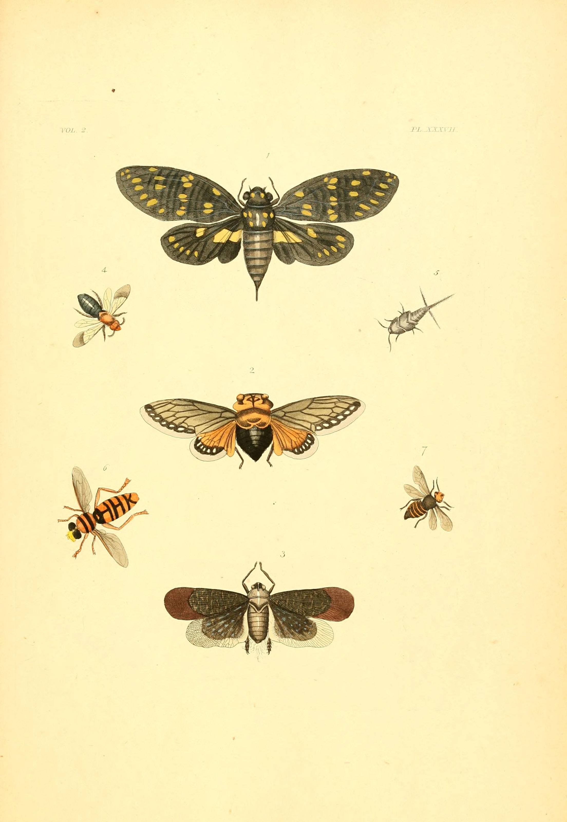 Flickr - BioDivLibrary - n182 w1150 (2)