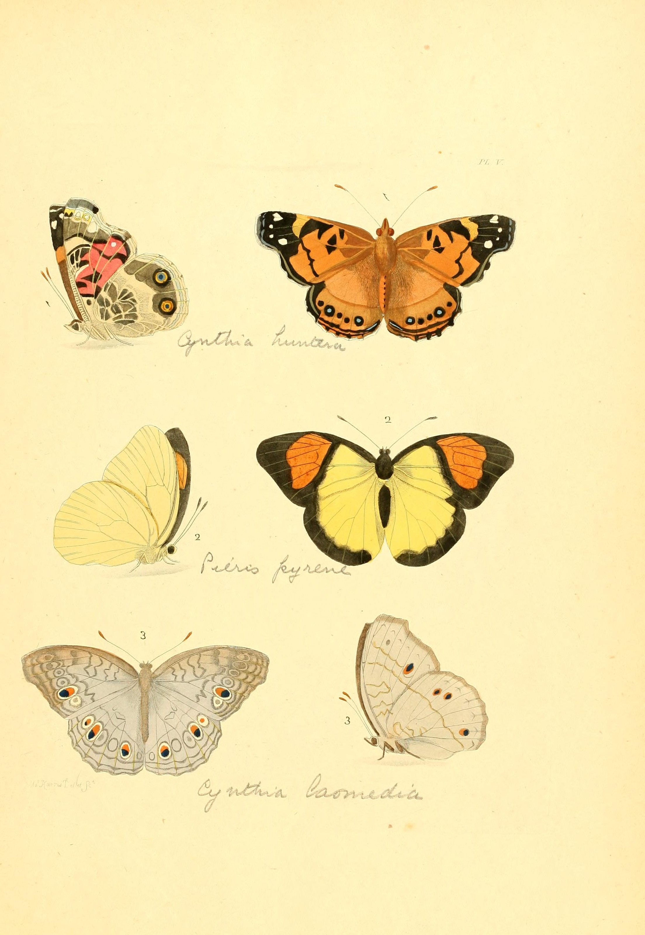 Flickr - BioDivLibrary - n18 w1150