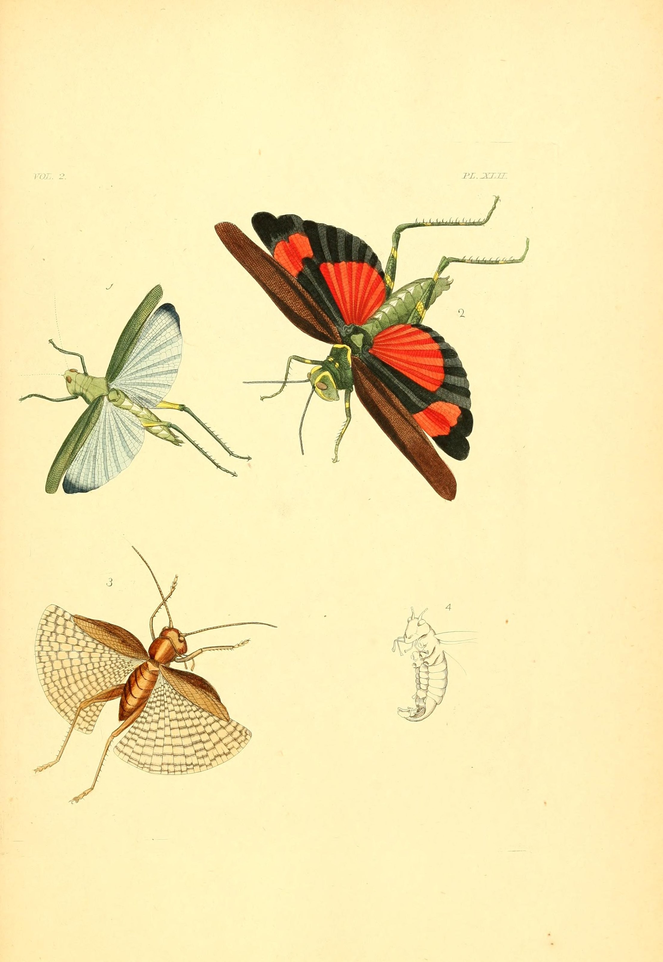 Flickr - BioDivLibrary - n192 w1150 (2)