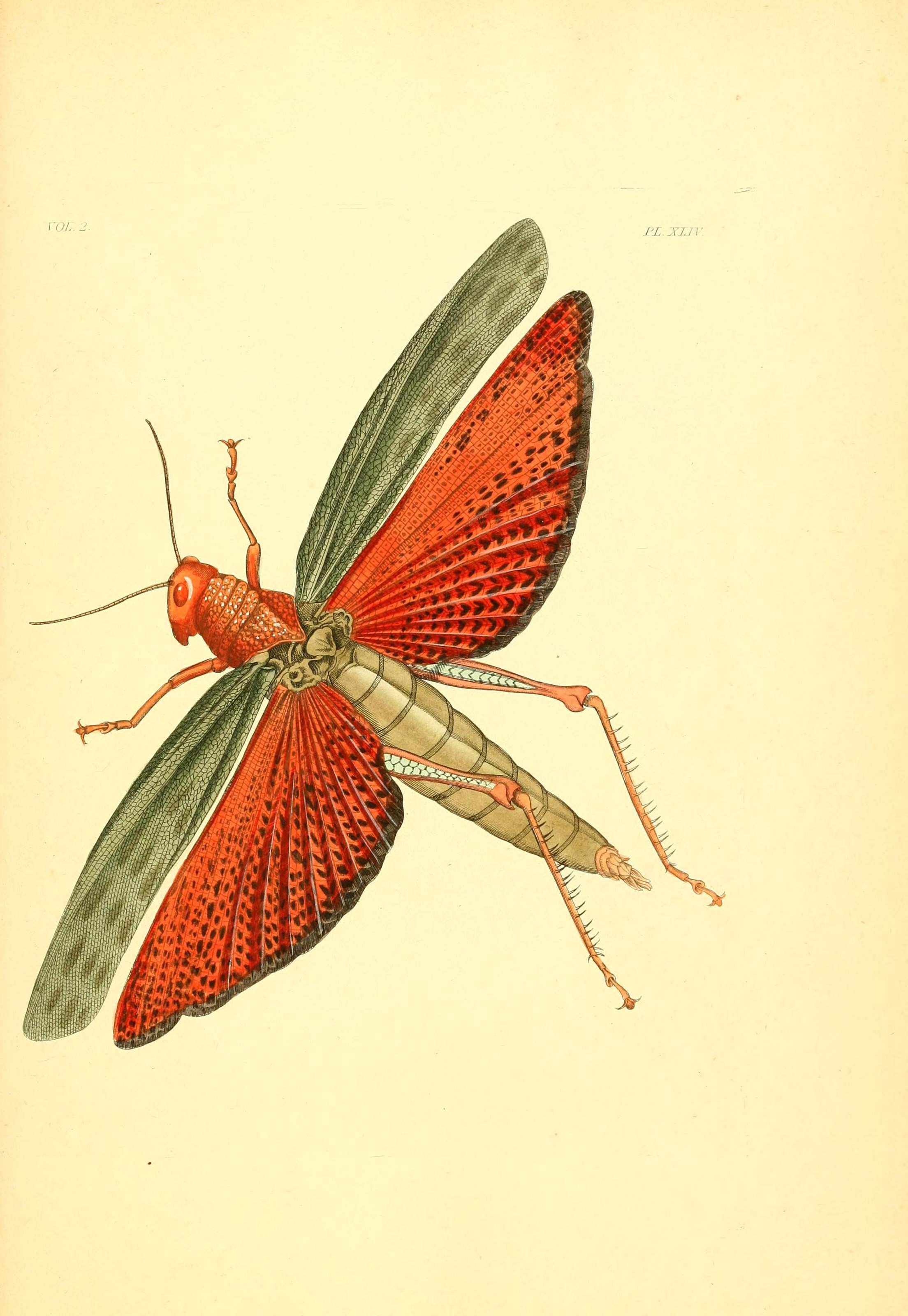Flickr - BioDivLibrary - n196 w1150 (1)