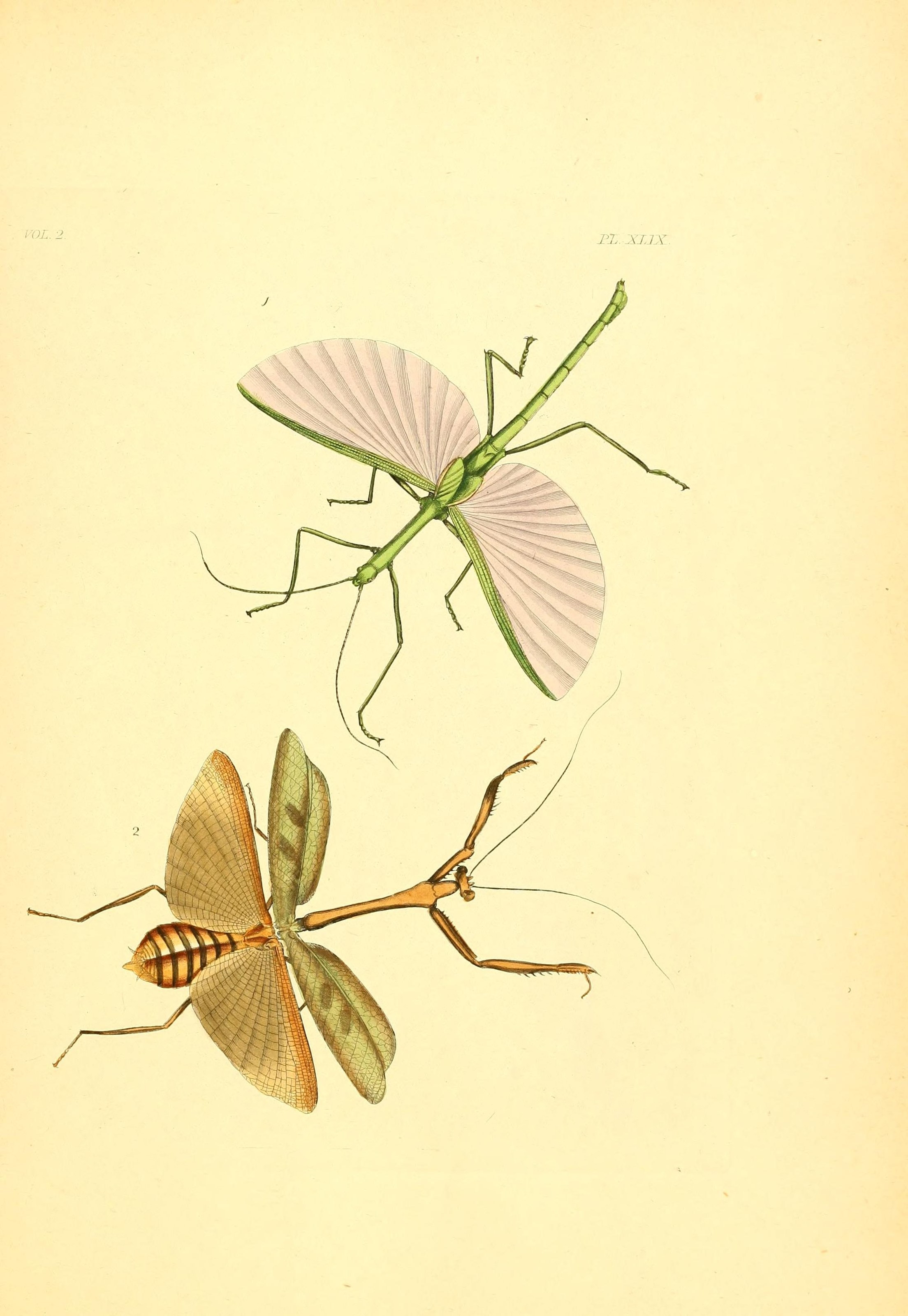 Flickr - BioDivLibrary - n206 w1150 (2)