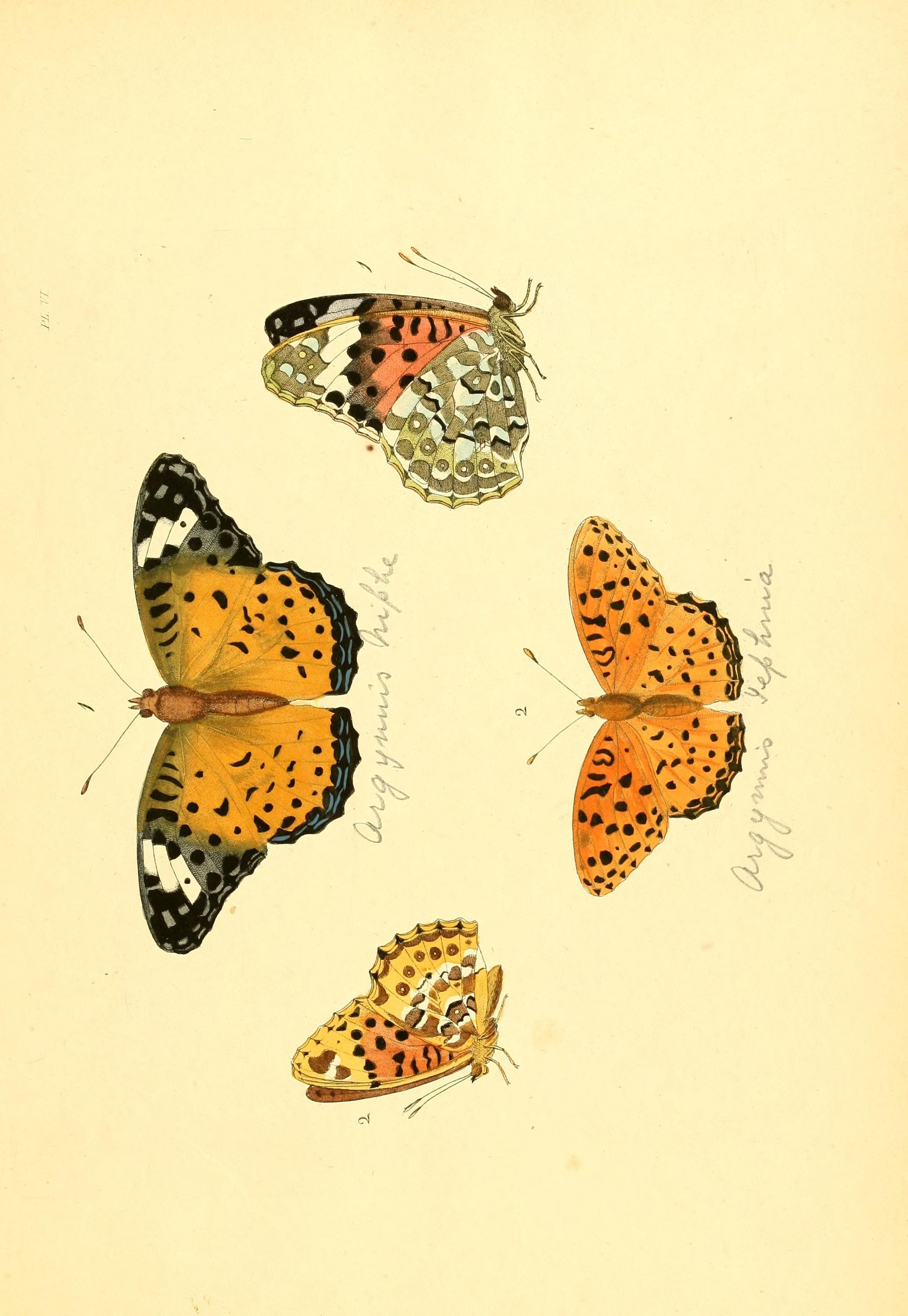 Flickr - BioDivLibrary - n20 w1150 (1)