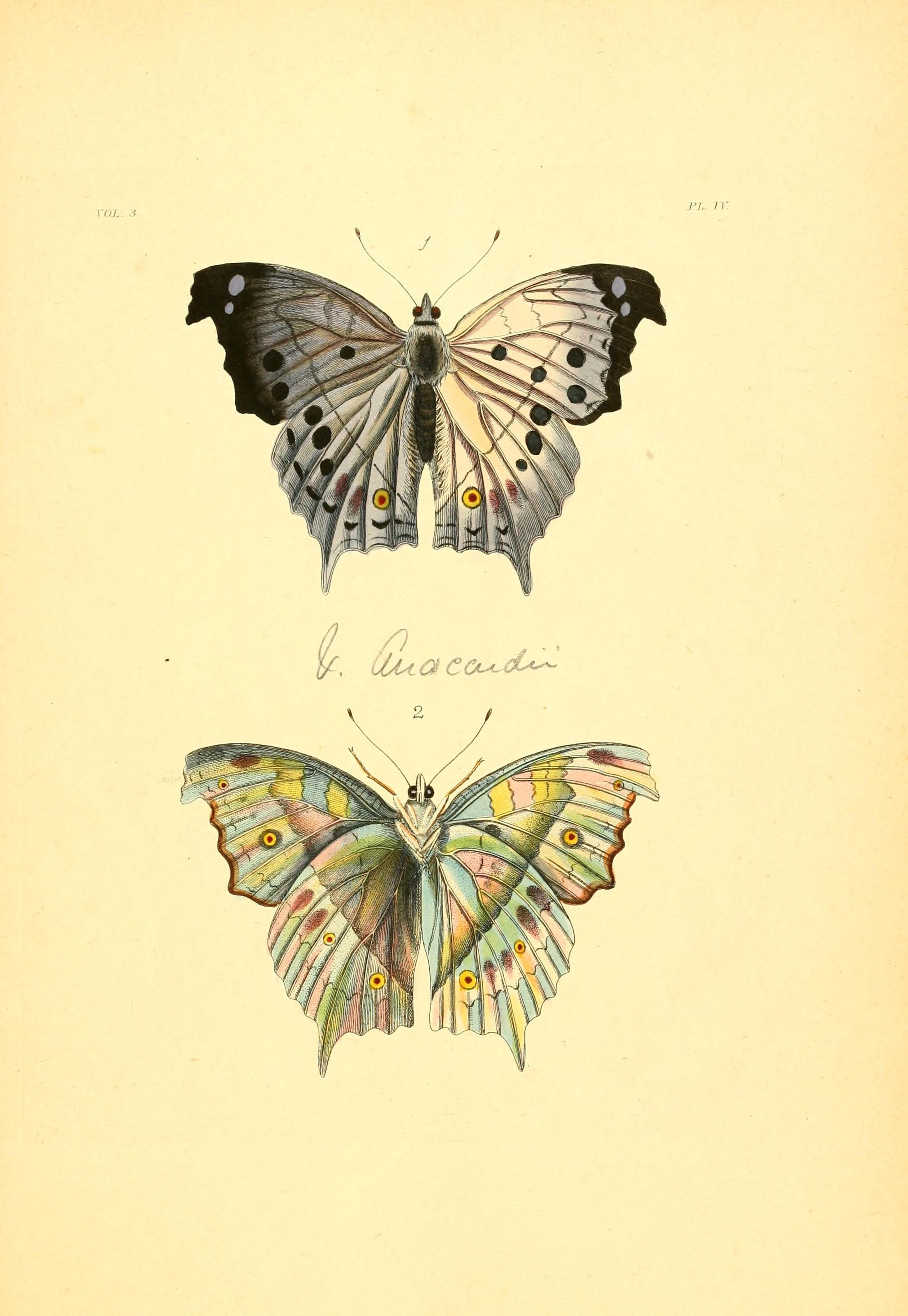 Flickr - BioDivLibrary - n216 w1150 (1)