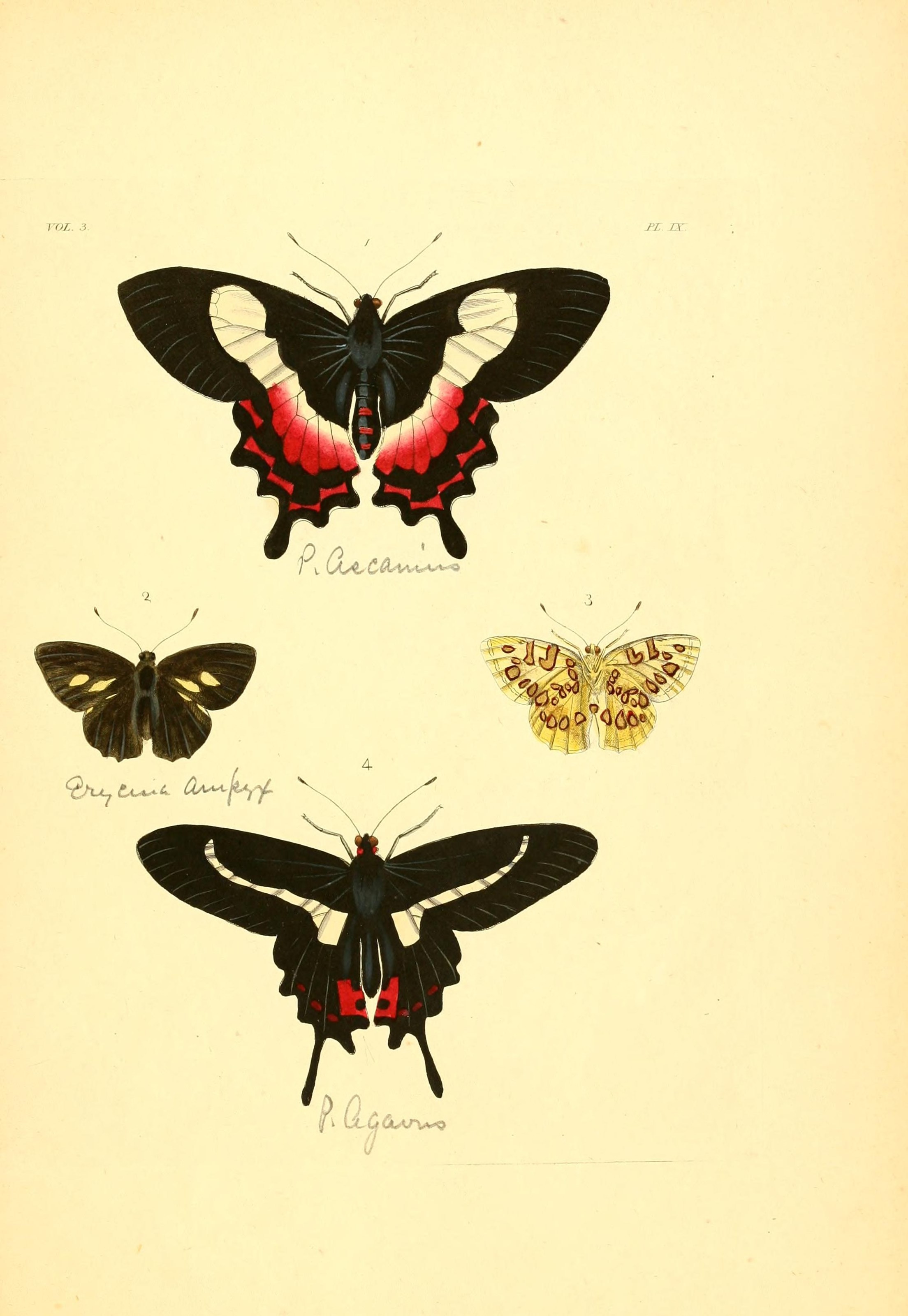 Flickr - BioDivLibrary - n226 w1150 (1)
