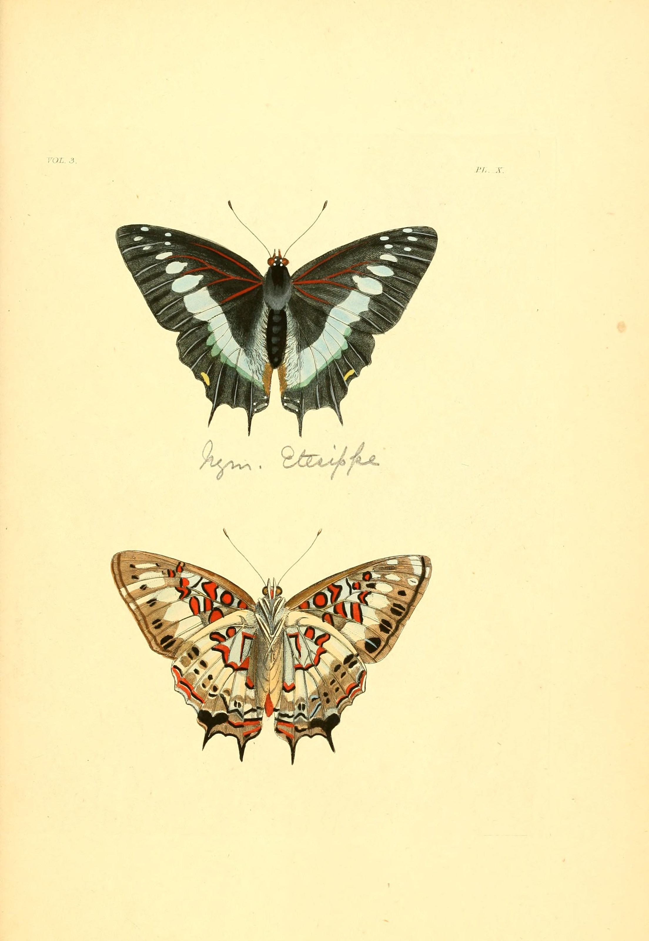 Flickr - BioDivLibrary - n228 w1150 (1)