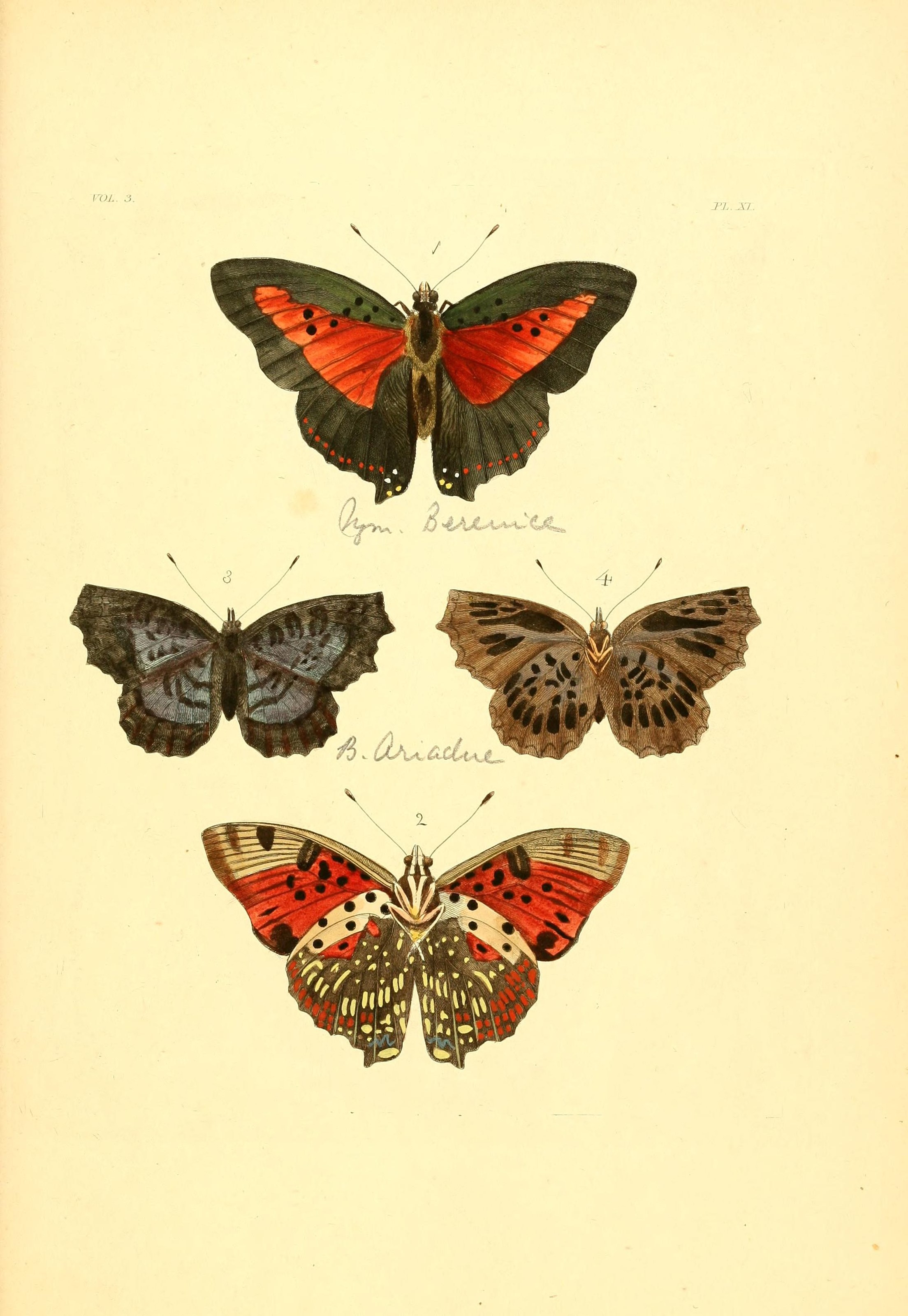 Flickr - BioDivLibrary - n230 w1150 (2)