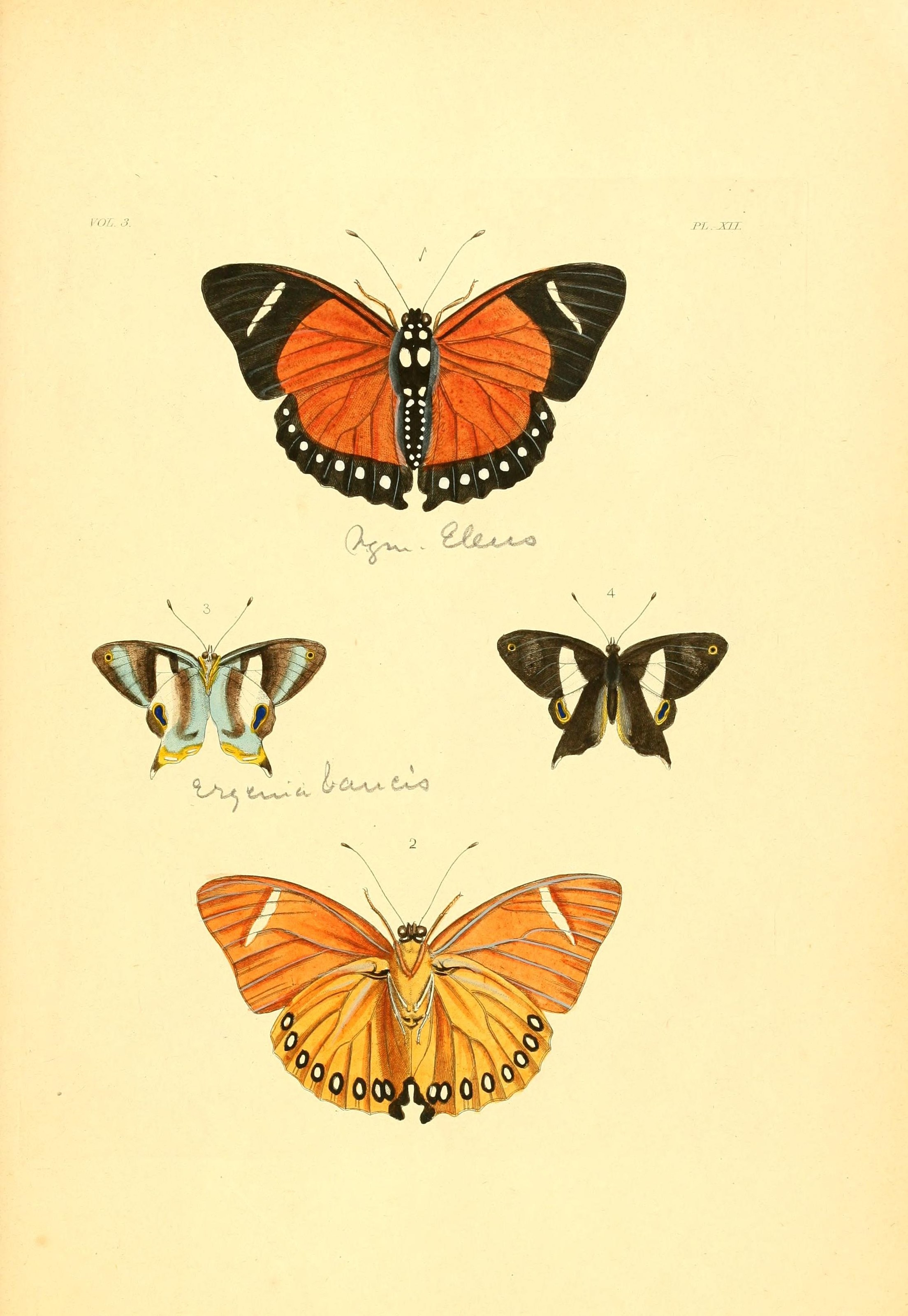Flickr - BioDivLibrary - n232 w1150 (2)