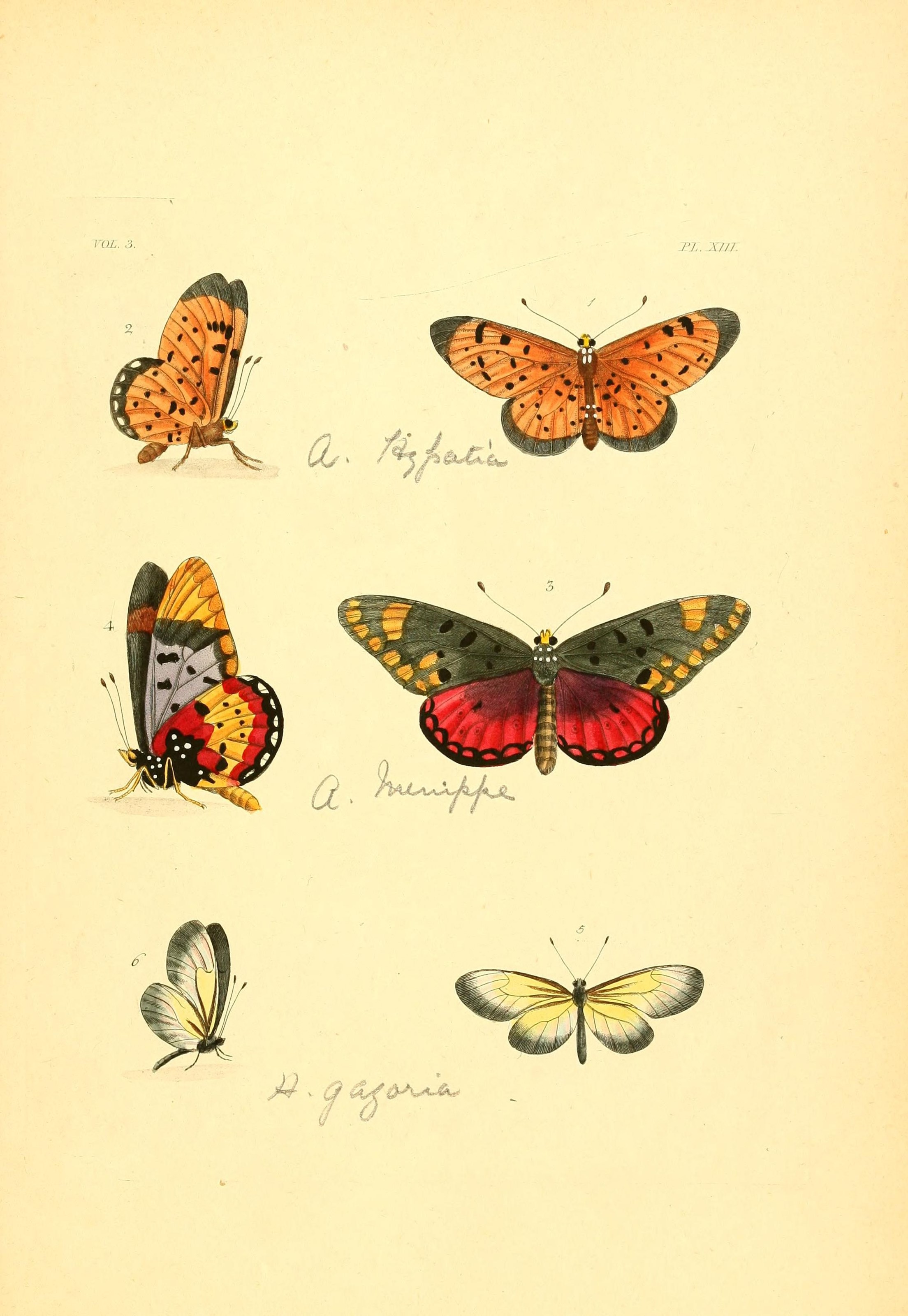 Flickr - BioDivLibrary - n234 w1150 (1)