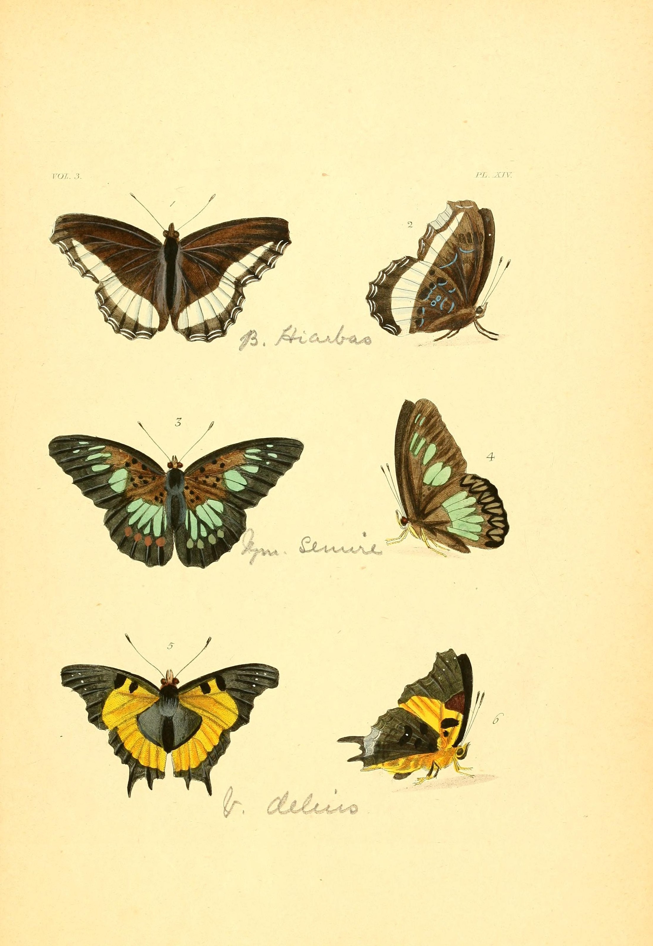 Flickr - BioDivLibrary - n236 w1150 (2)