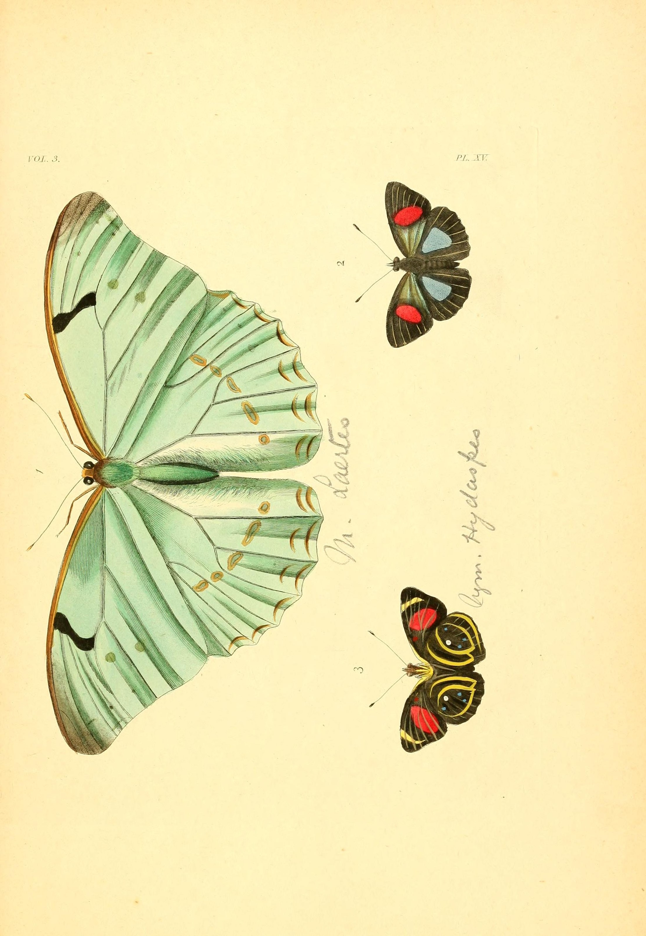 Flickr - BioDivLibrary - n238 w1150 (2)