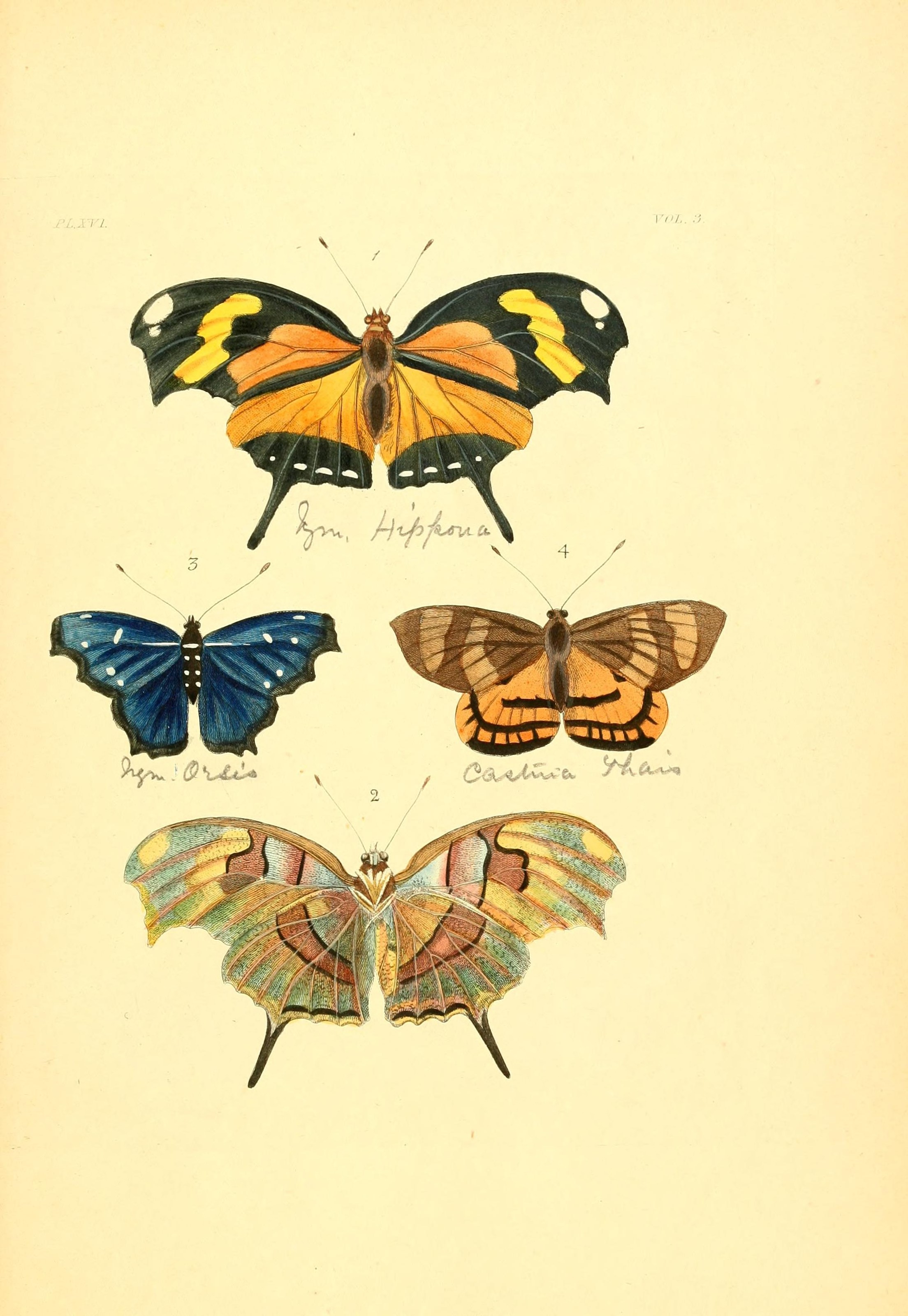 Flickr - BioDivLibrary - n240 w1150 (1)