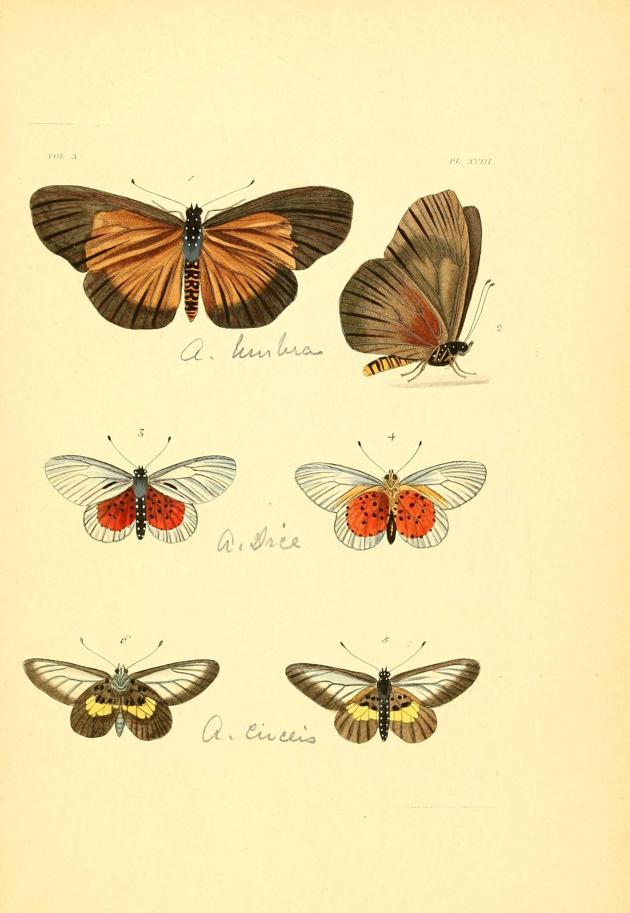 Flickr - BioDivLibrary - n244 w1150 (2)