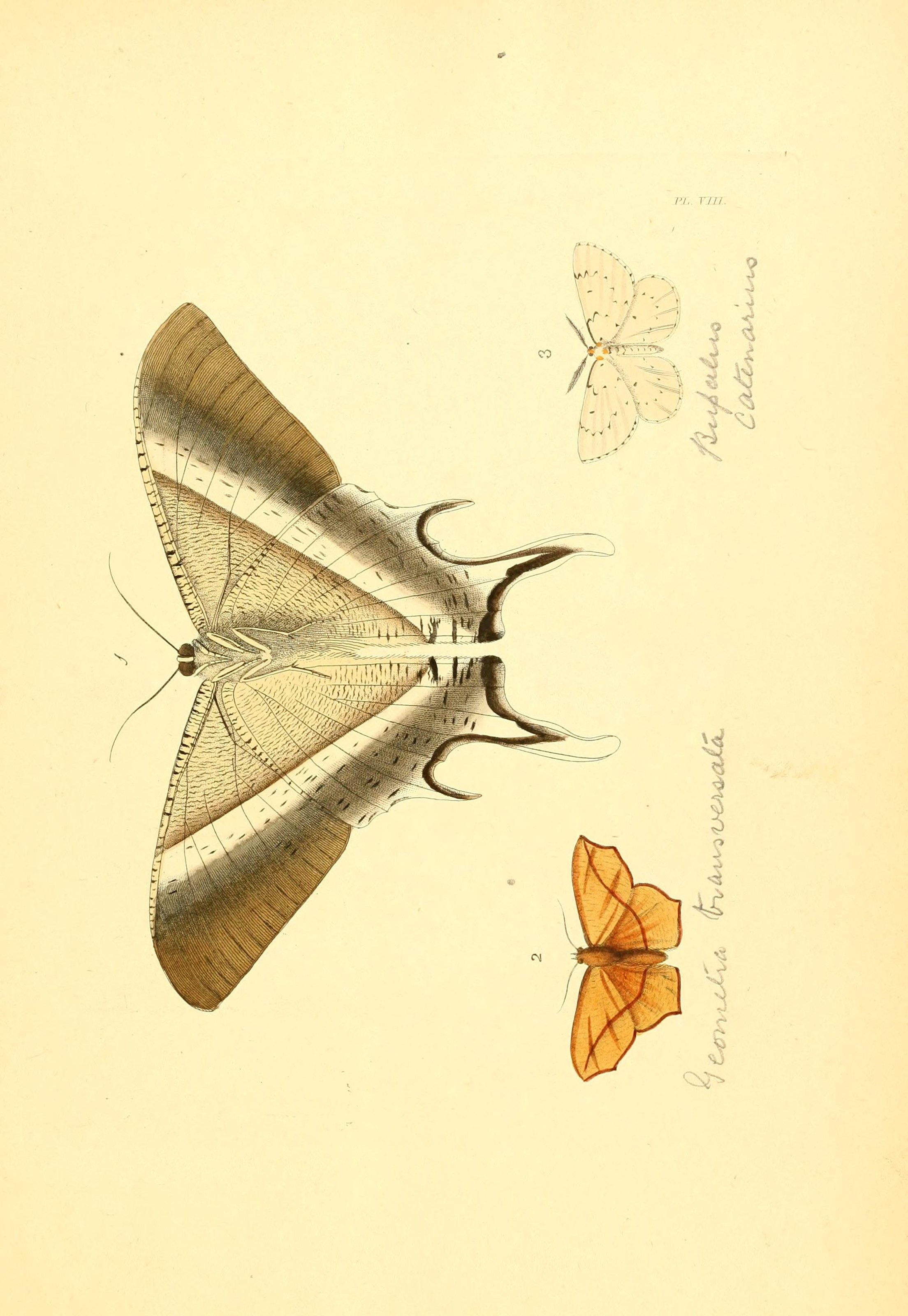 Flickr - BioDivLibrary - n24 w1150