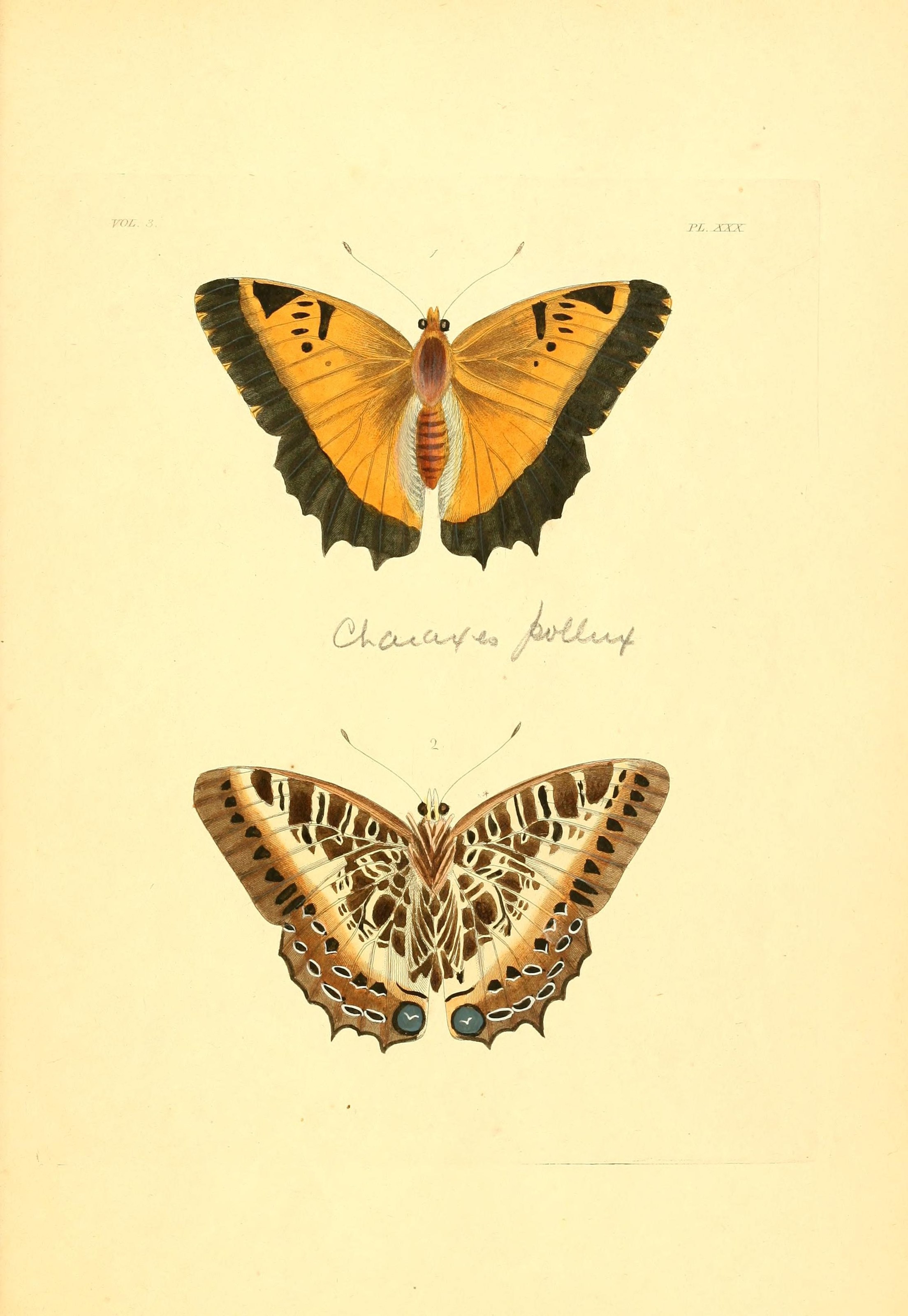 Flickr - BioDivLibrary - n268 w1150 (1)