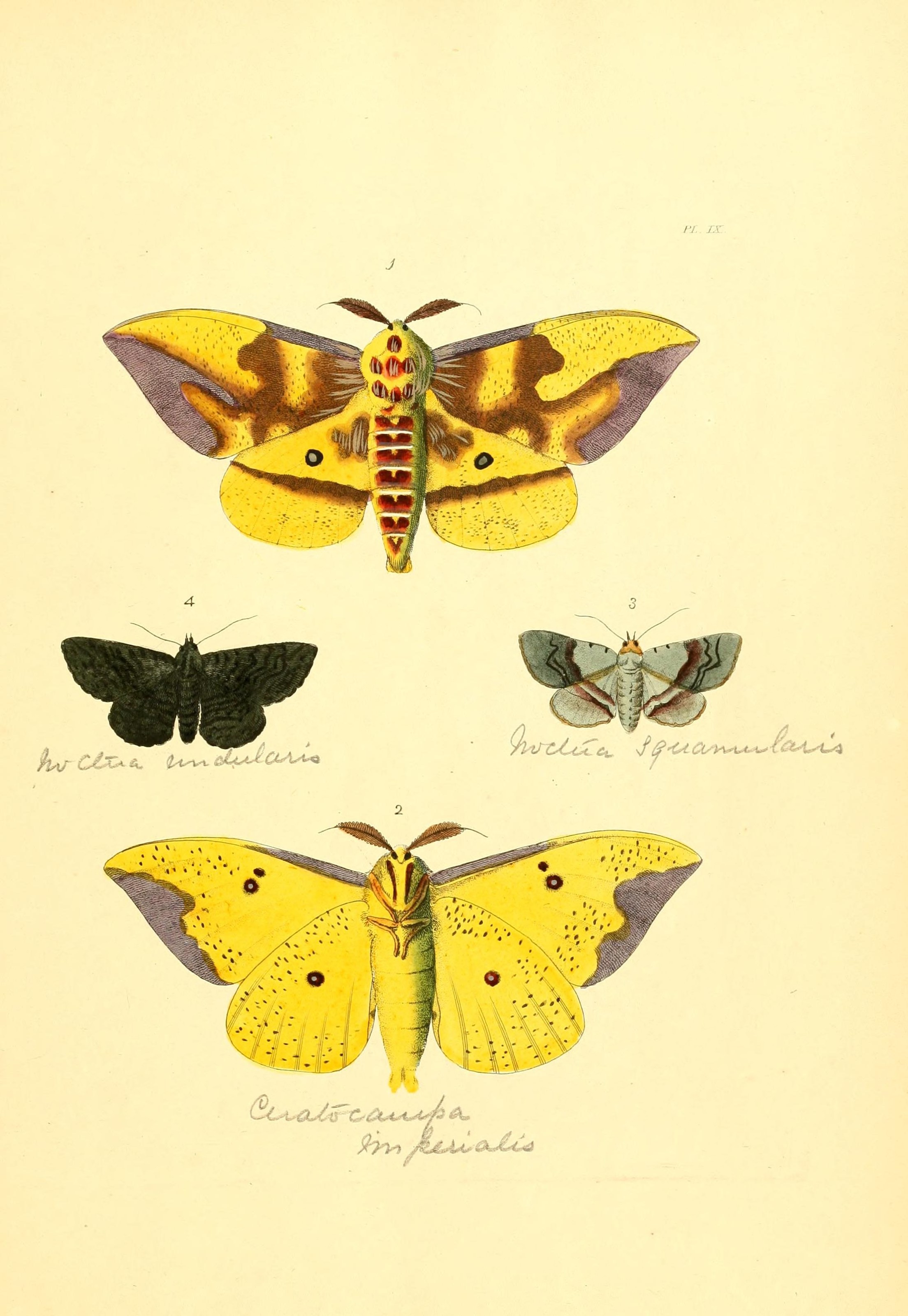 Flickr - BioDivLibrary - n26 w1150