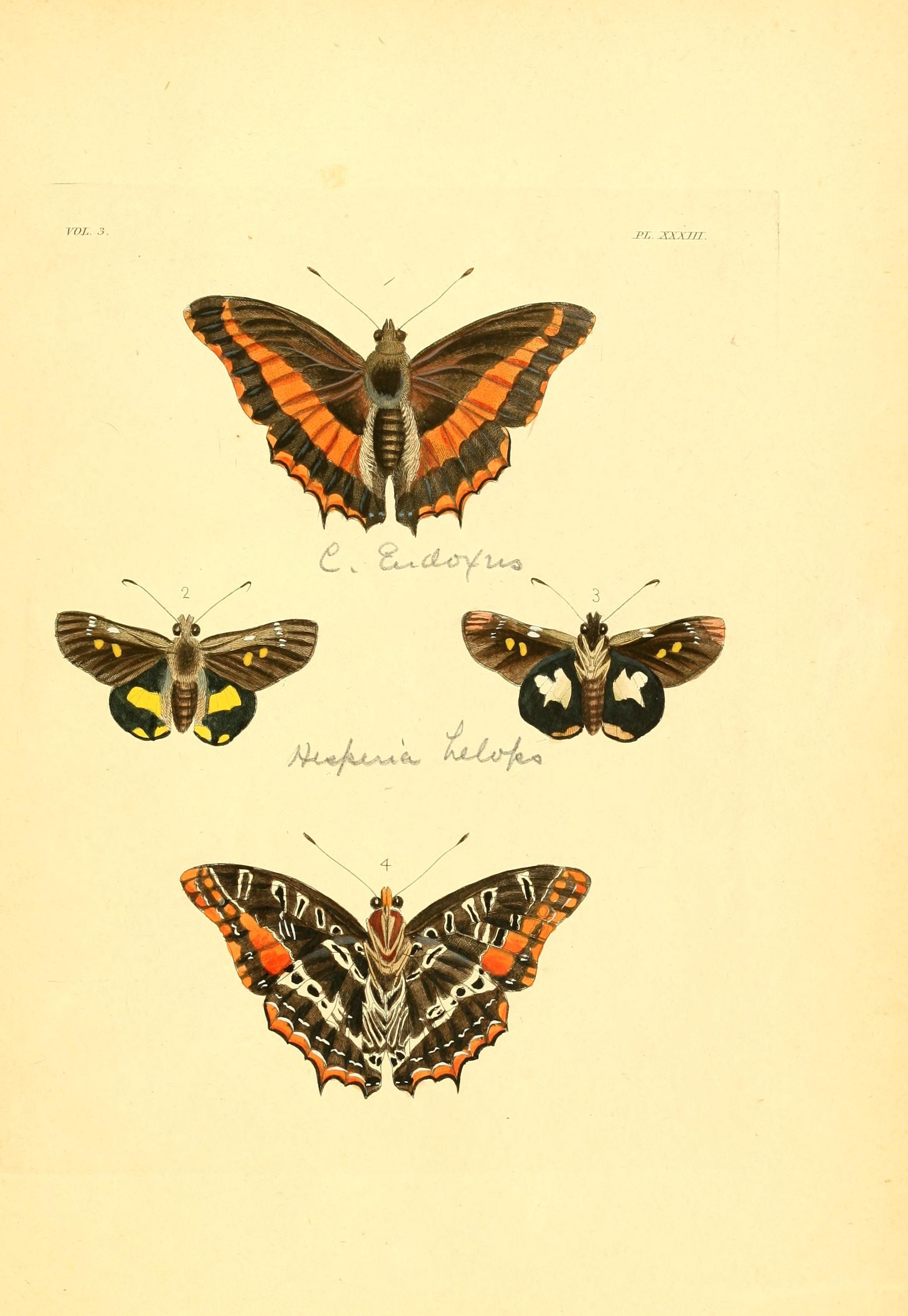 Flickr - BioDivLibrary - n274 w1150