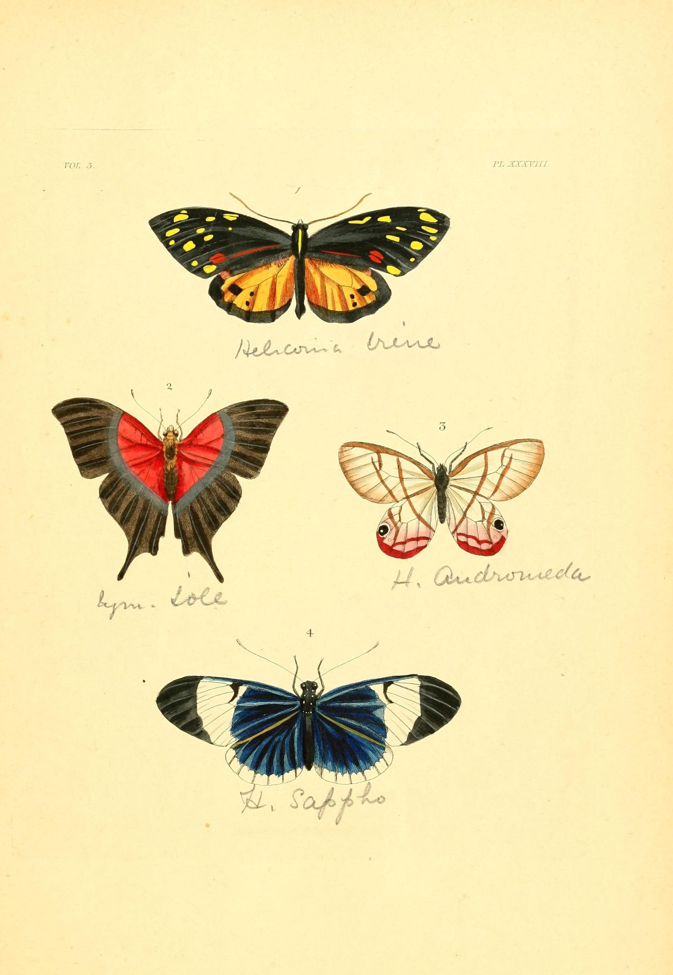 Flickr - BioDivLibrary - n284 w1150 (1)