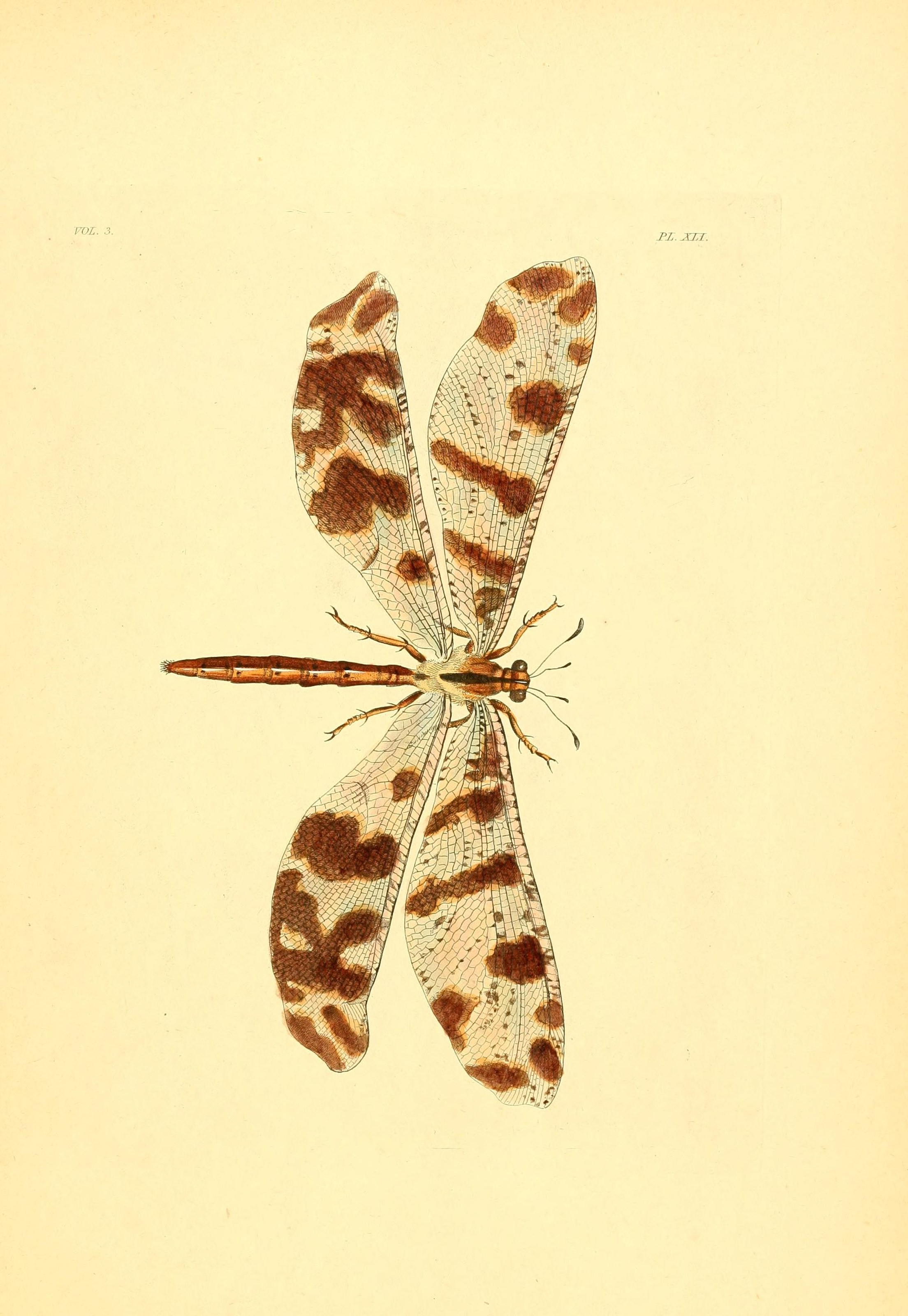 Flickr - BioDivLibrary - n290 w1150 (1)