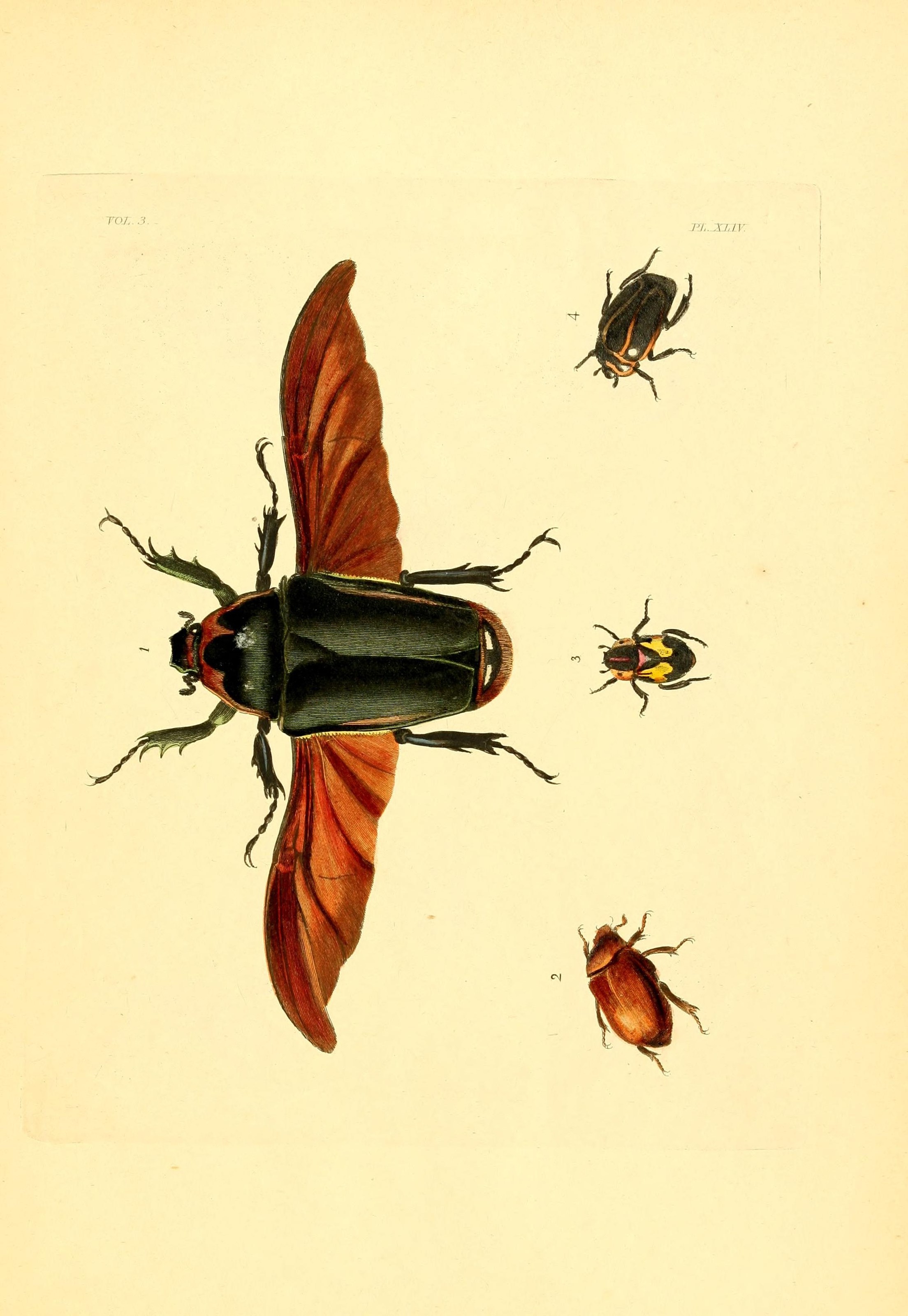 Flickr - BioDivLibrary - n296 w1150 (1)