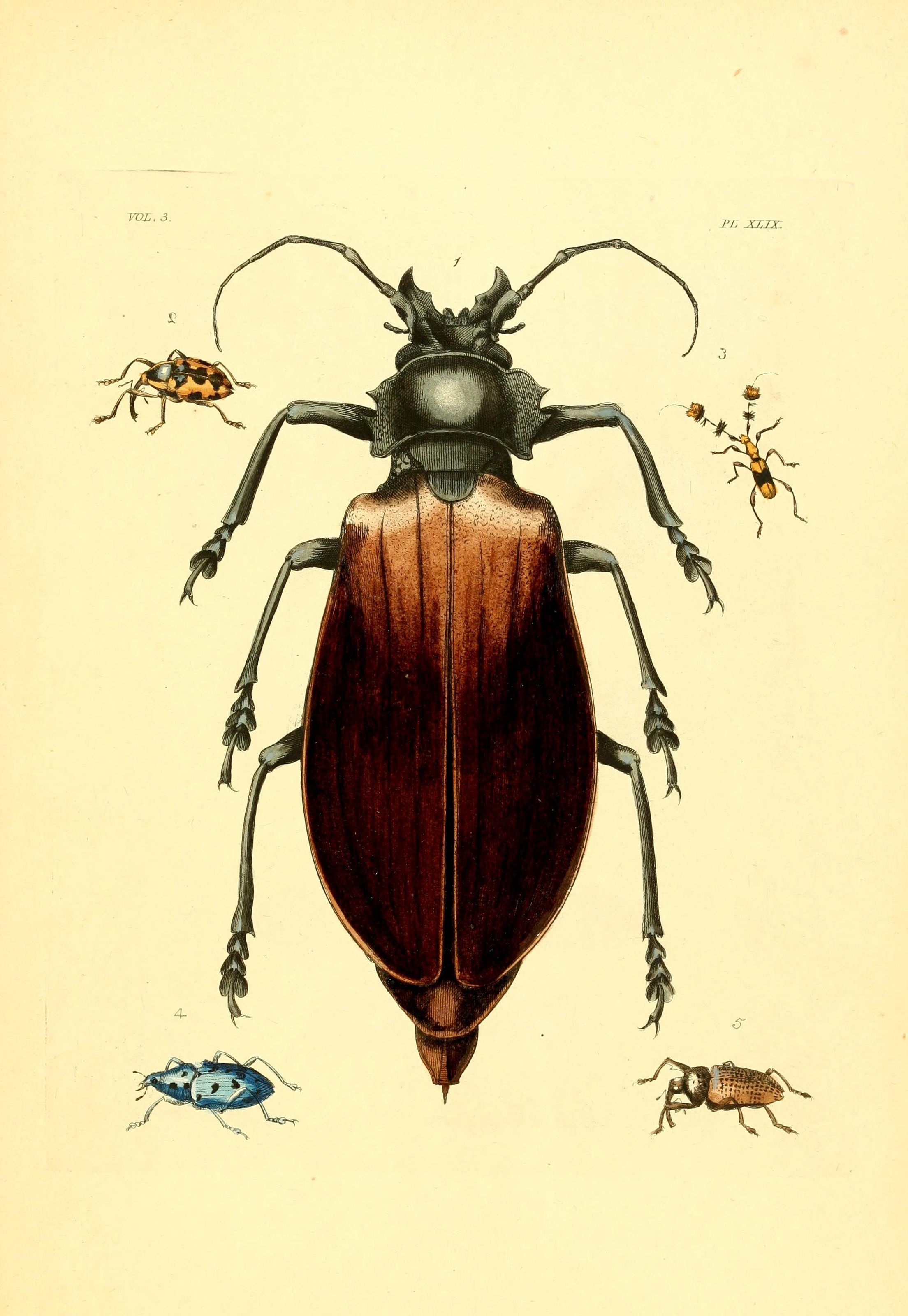 Flickr - BioDivLibrary - n306 w1150
