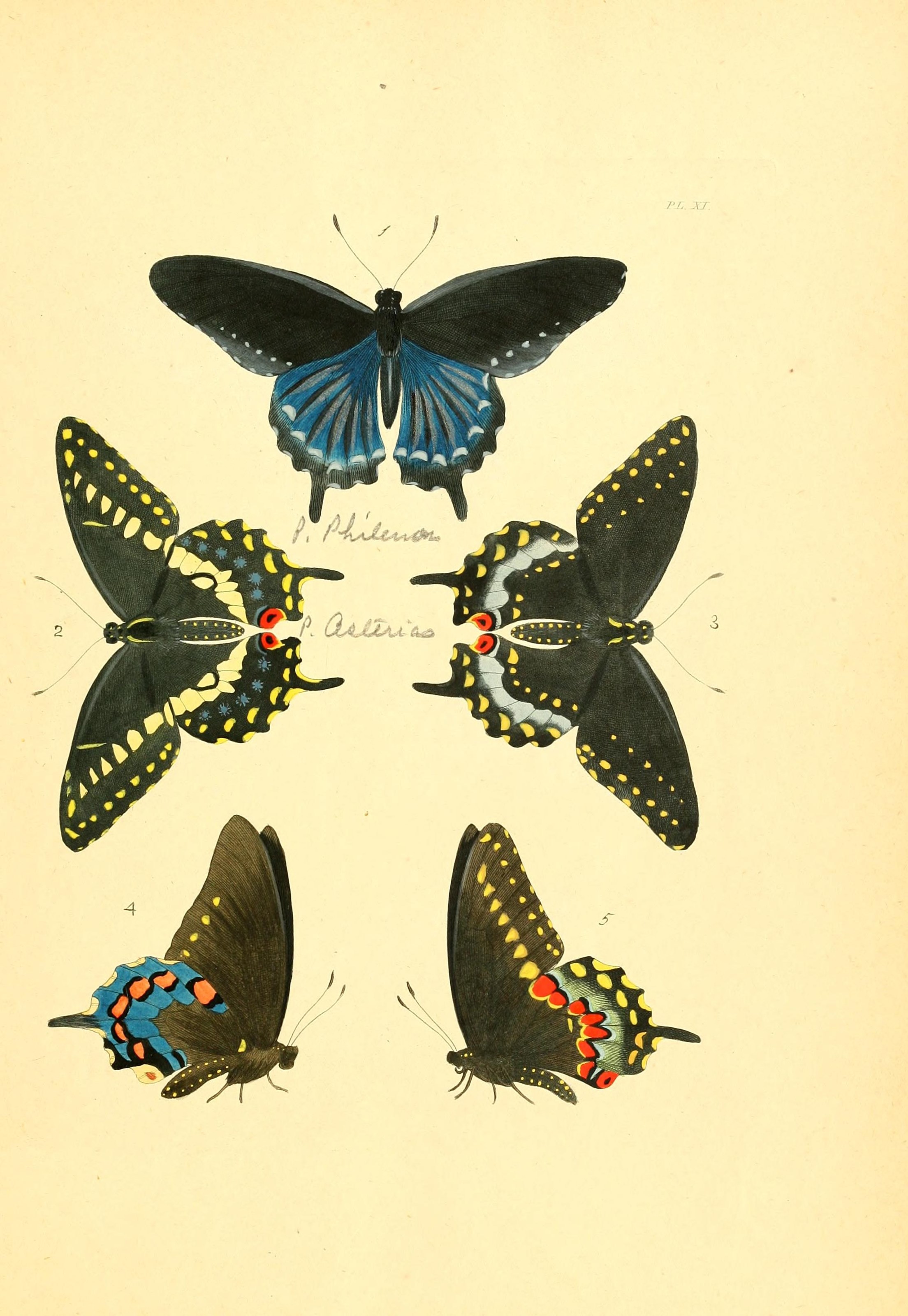 Flickr - BioDivLibrary - n30 w1150 (1)