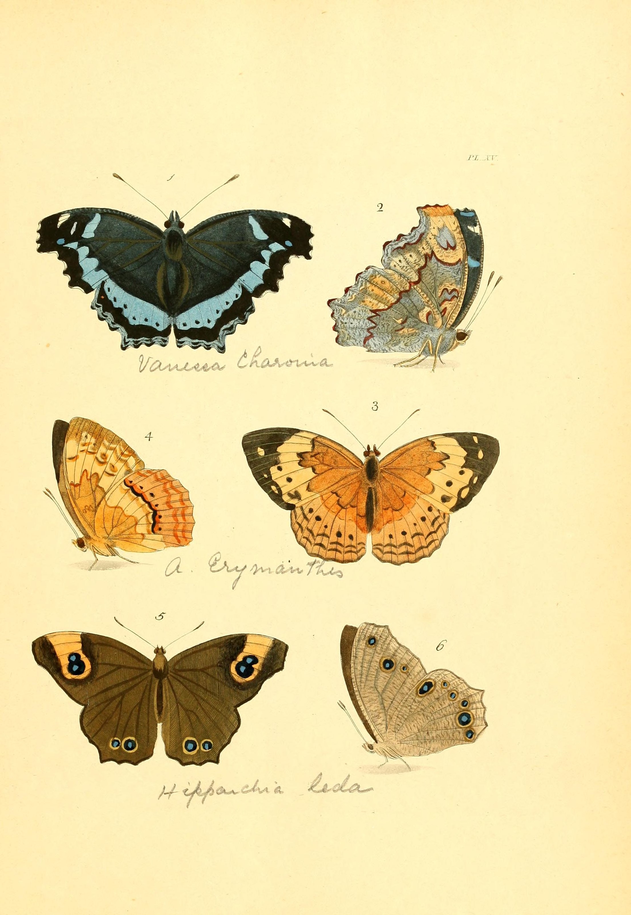 Flickr - BioDivLibrary - n38 w1150
