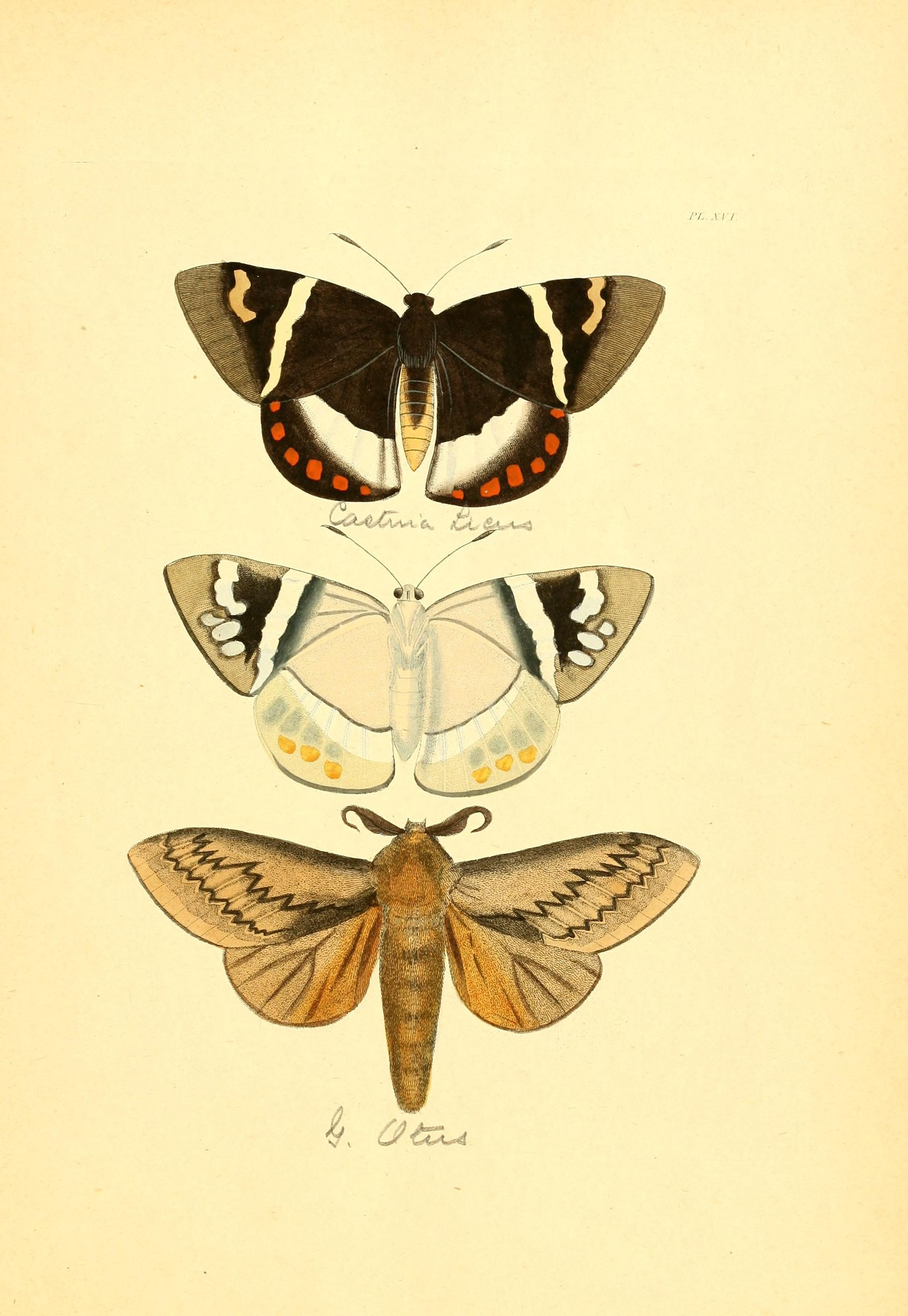 Flickr - BioDivLibrary - n40 w1150 (1)