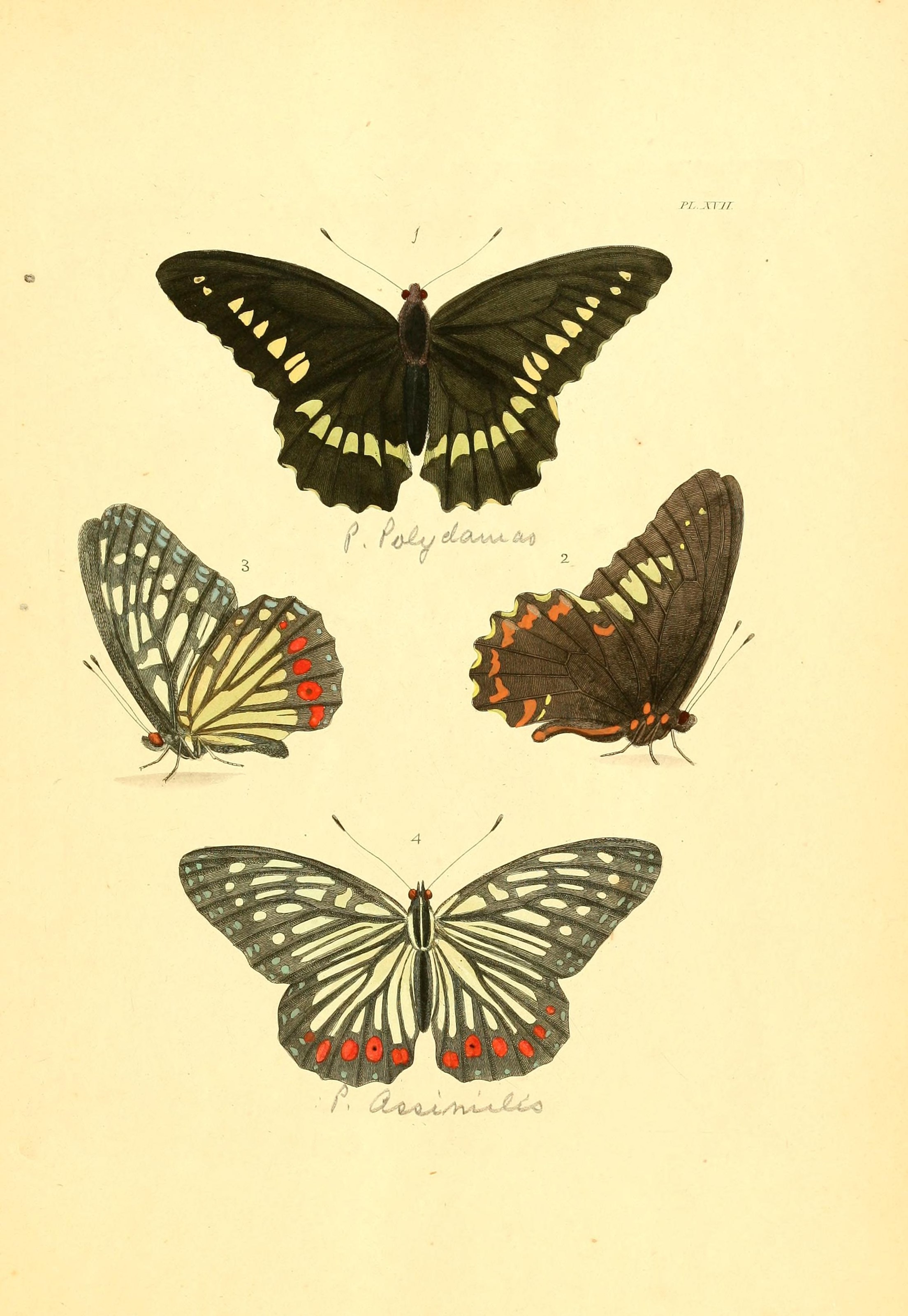 Flickr - BioDivLibrary - n42 w1150 (1)