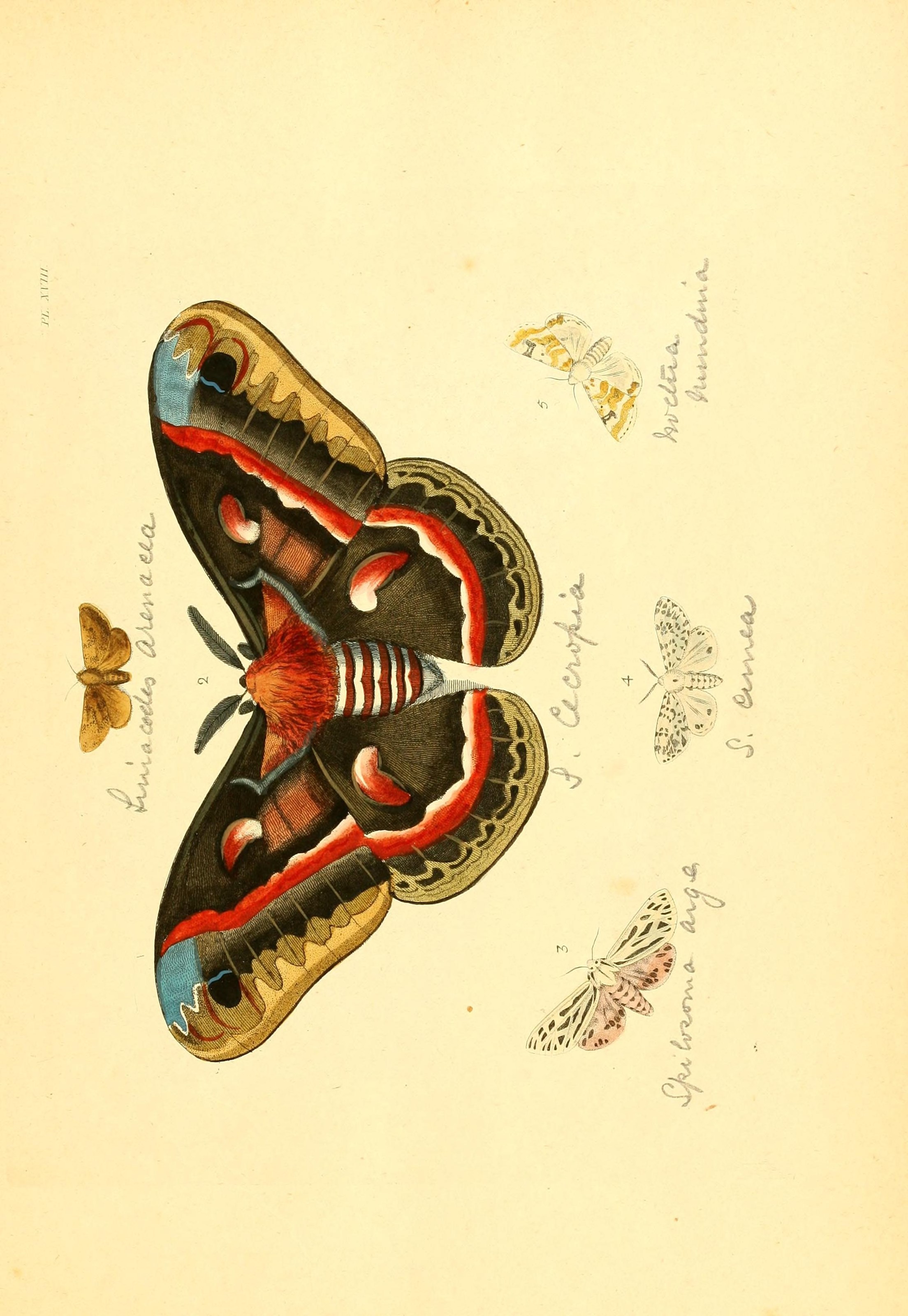 Flickr - BioDivLibrary - n44 w1150