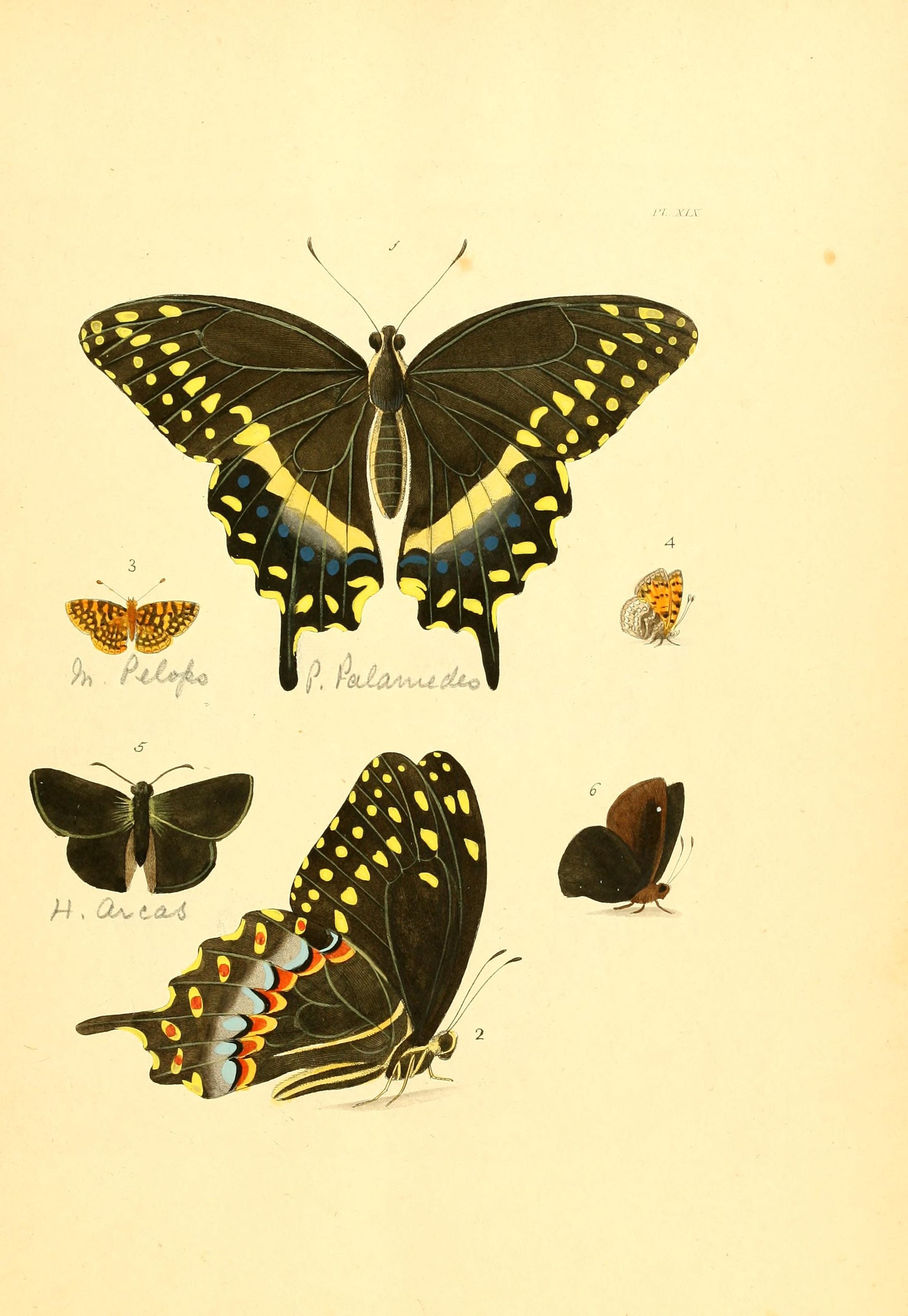 Flickr - BioDivLibrary - n46 w1150 (1)