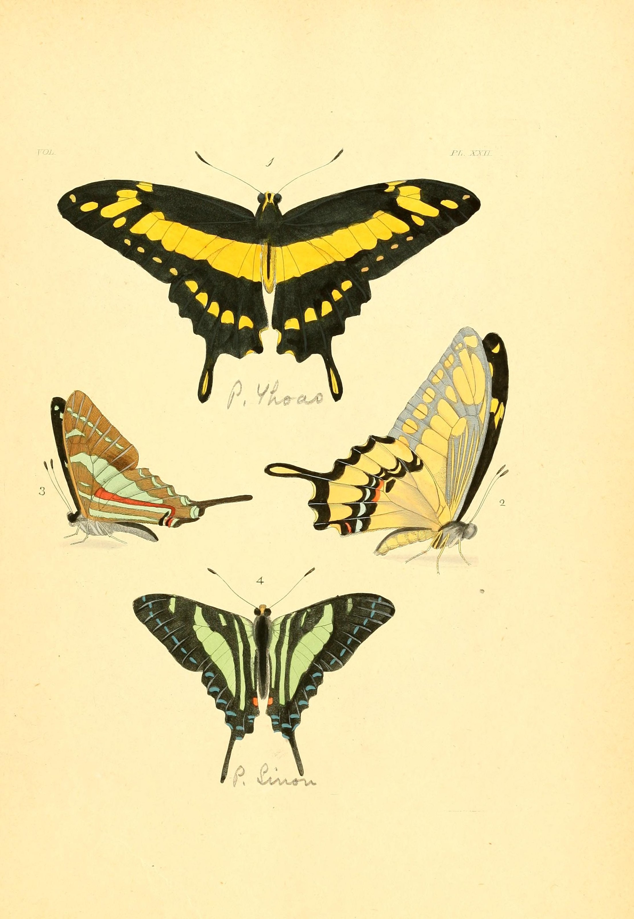 Flickr - BioDivLibrary - n52 w1150 (1)