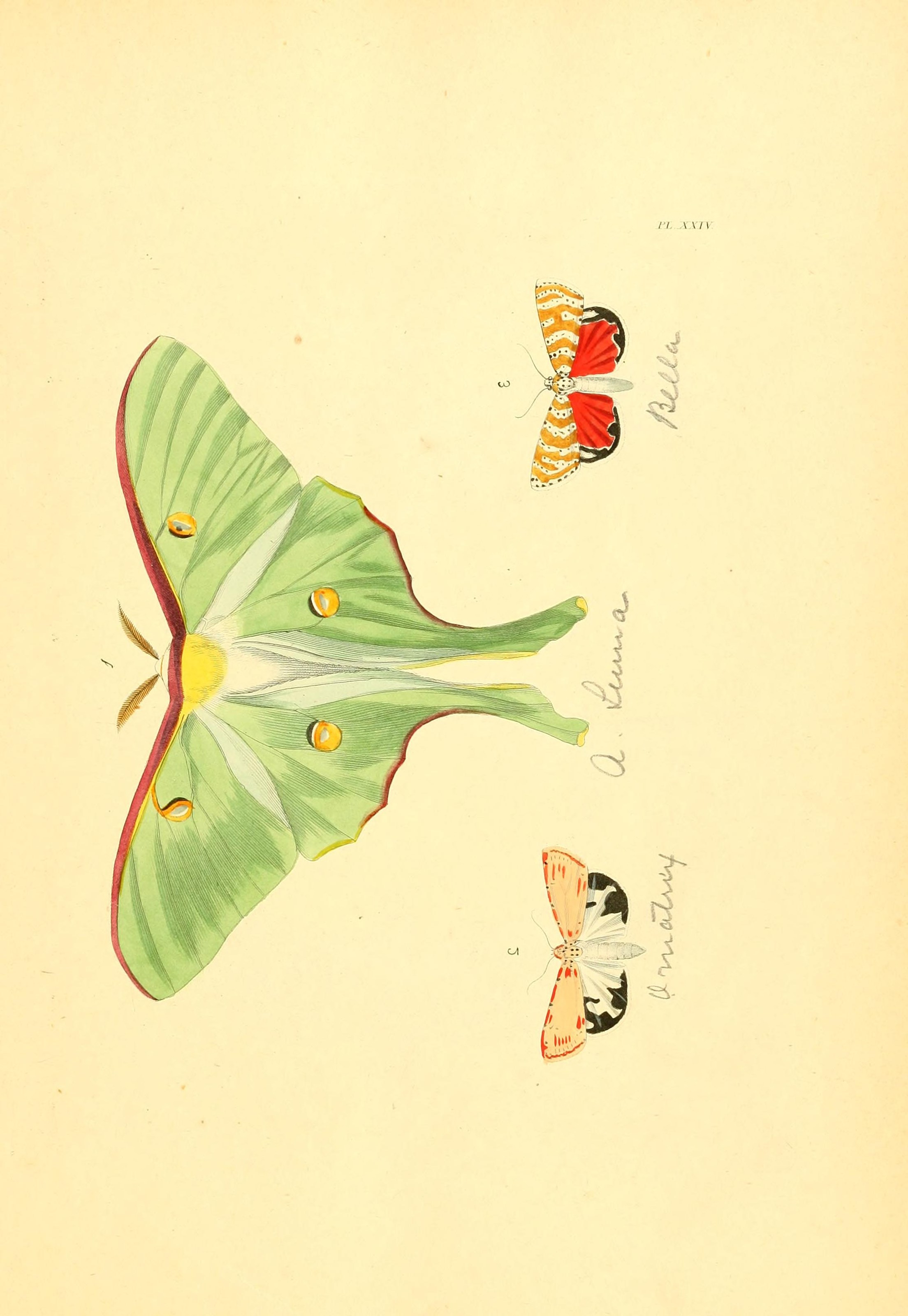 Flickr - BioDivLibrary - n56 w1150
