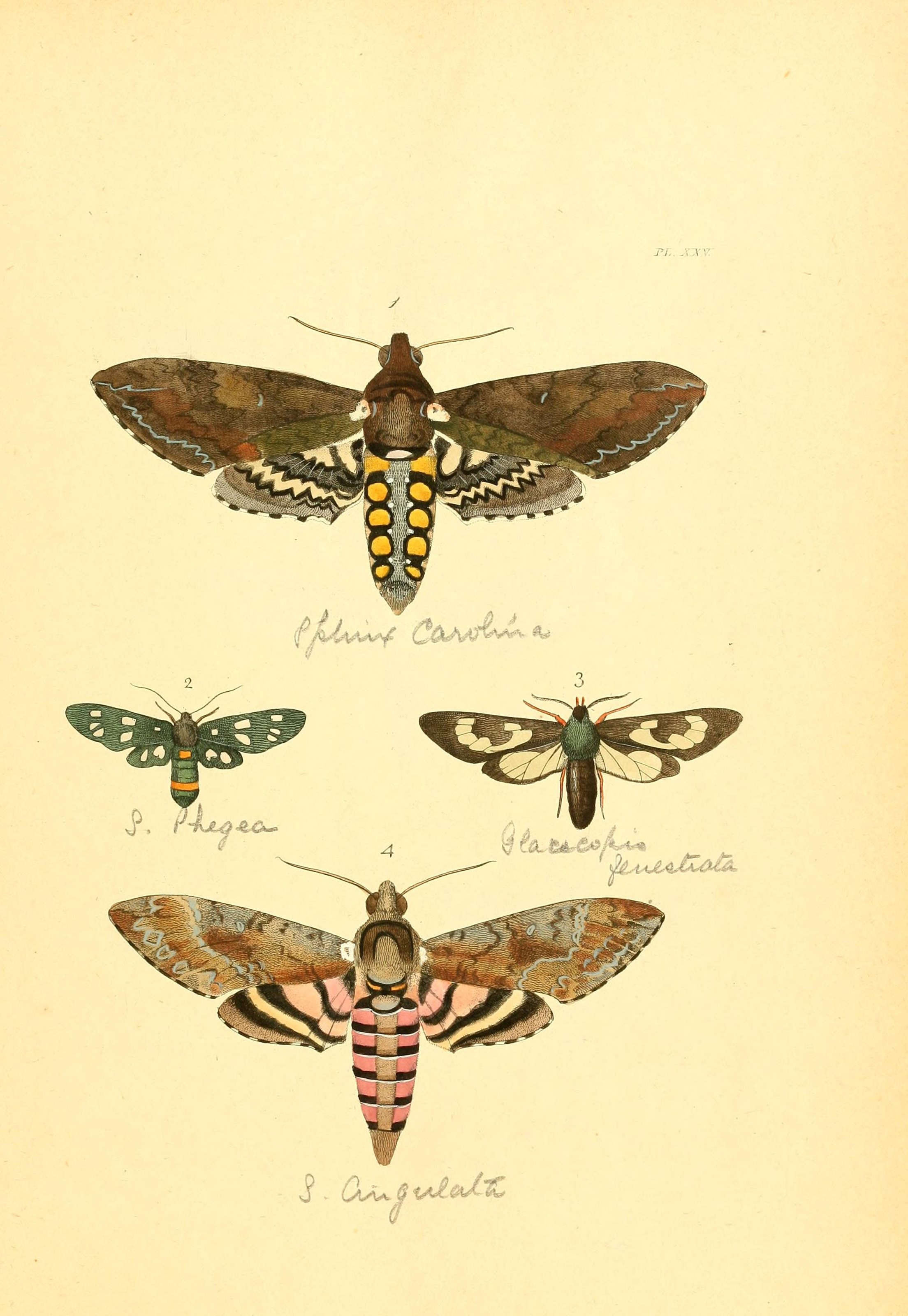 Flickr - BioDivLibrary - n58 w1150 (1)