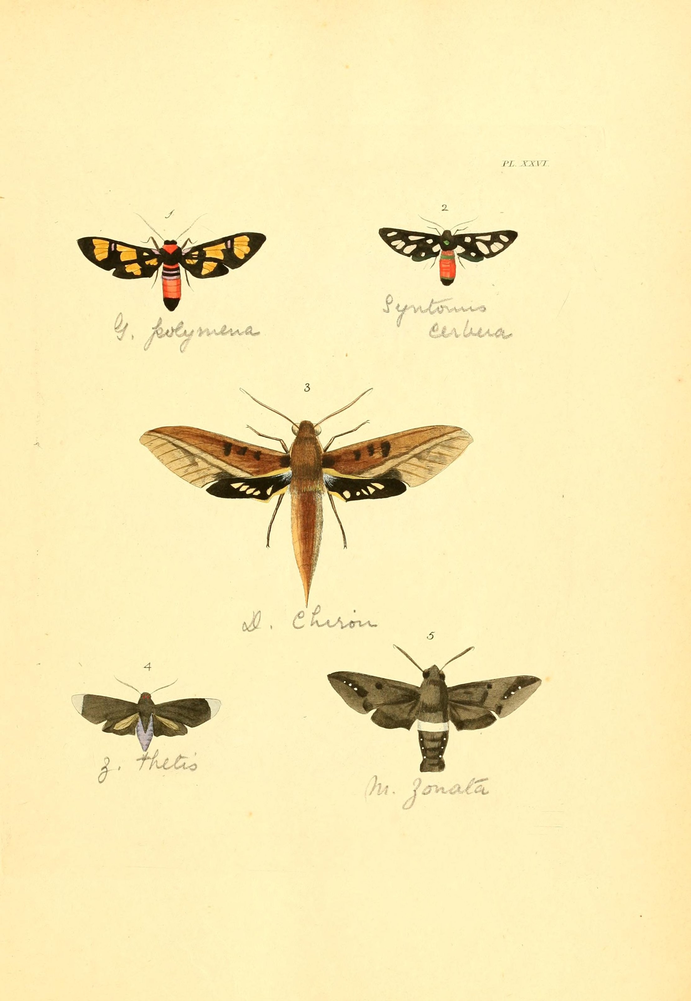 Flickr - BioDivLibrary - n60 w1150 (1)