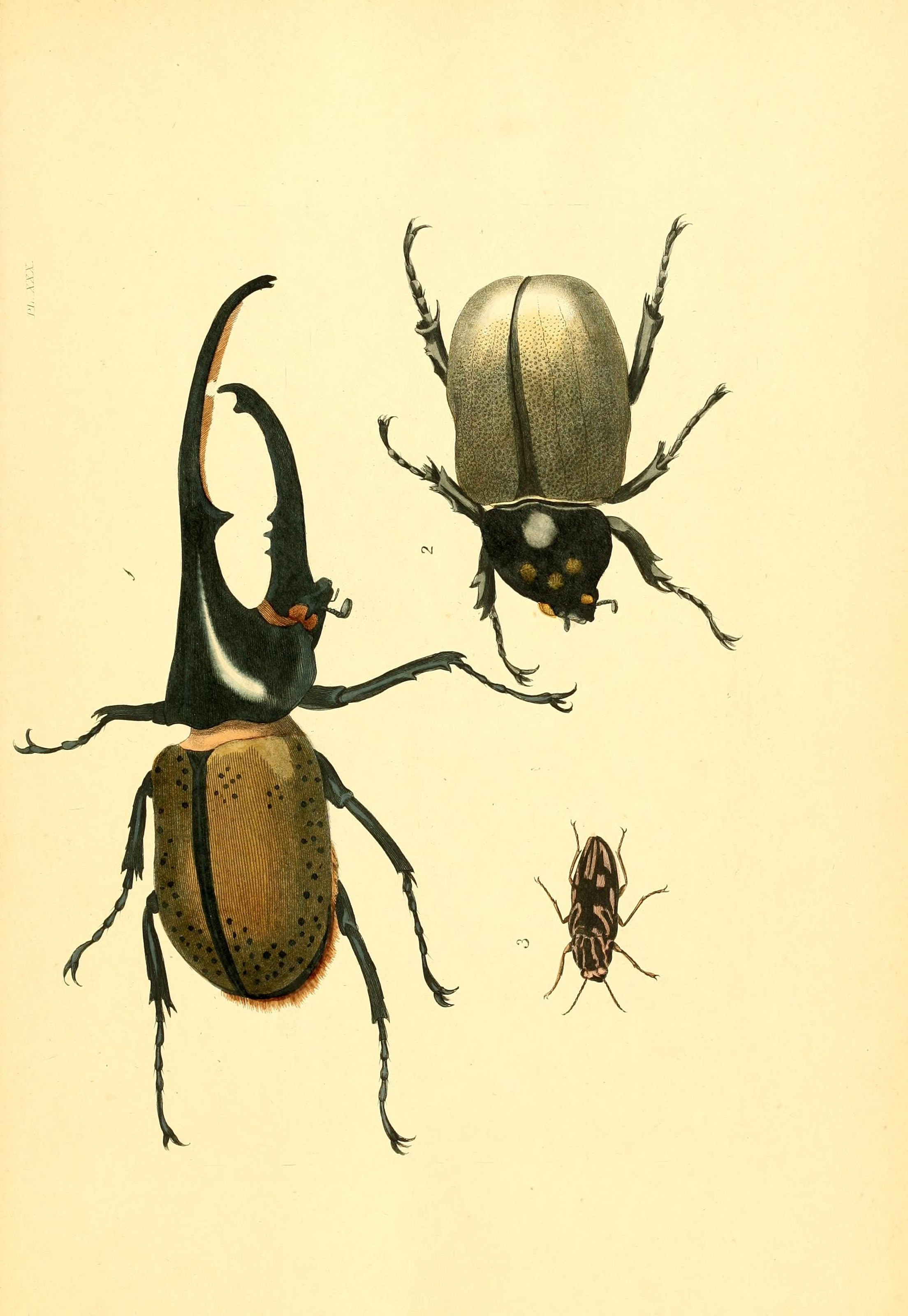 Flickr - BioDivLibrary - n68 w1150