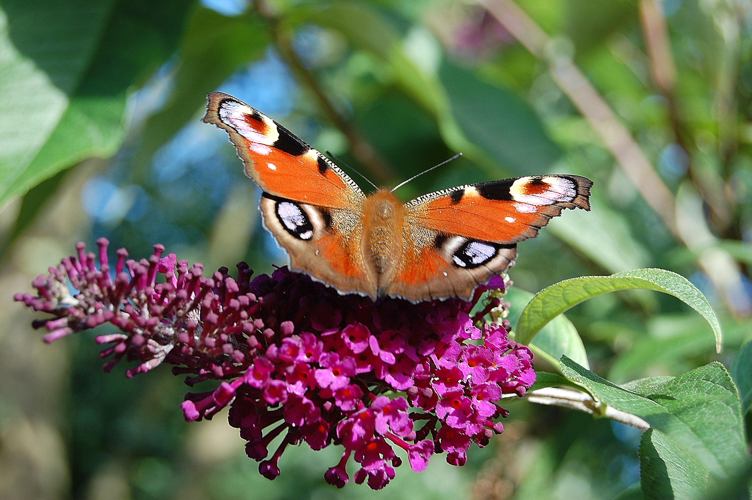Flickr - ronsaunders47 - THE PEACOCK BUTTERFLY.