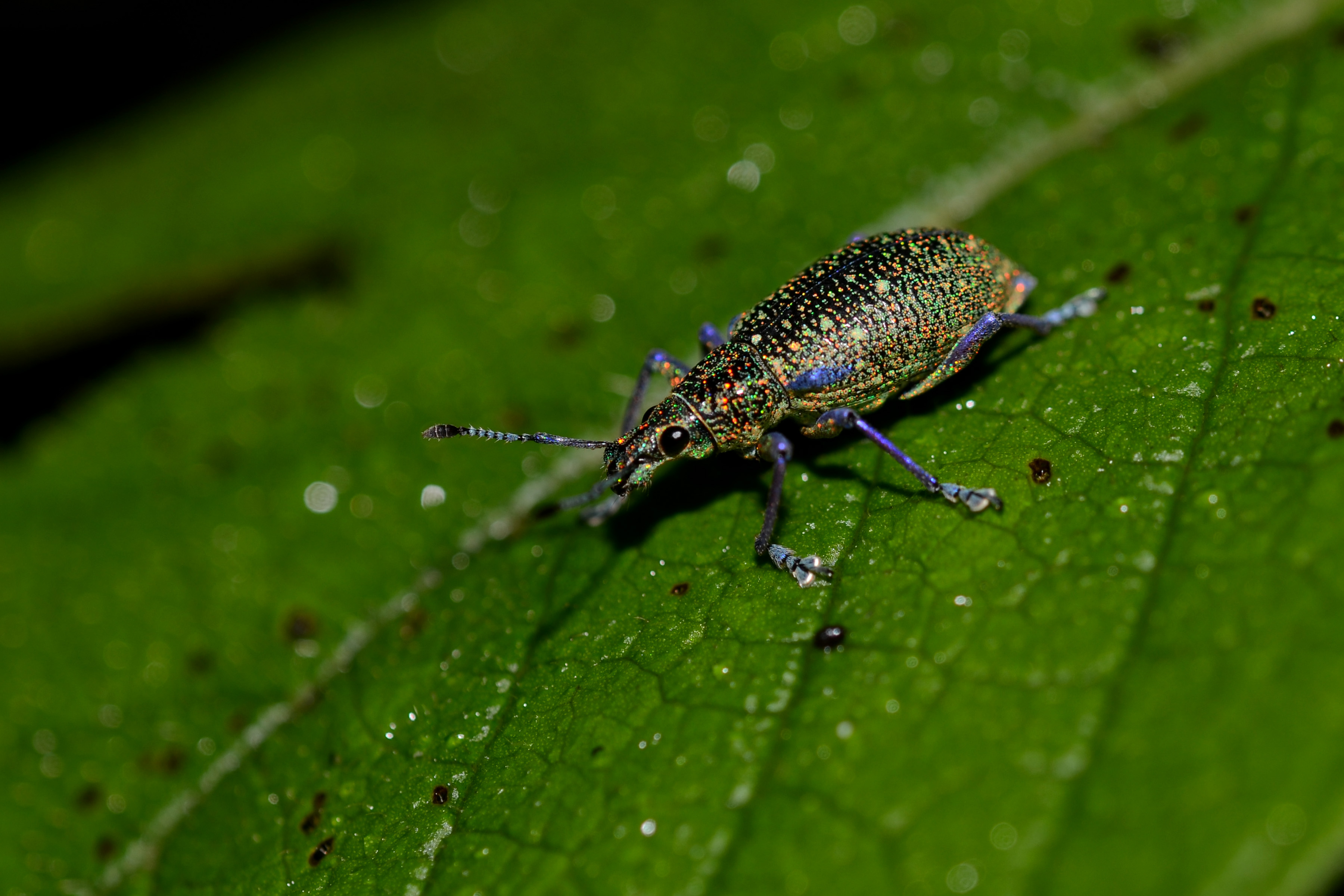 Flickr - ggallice - Colorful weevil