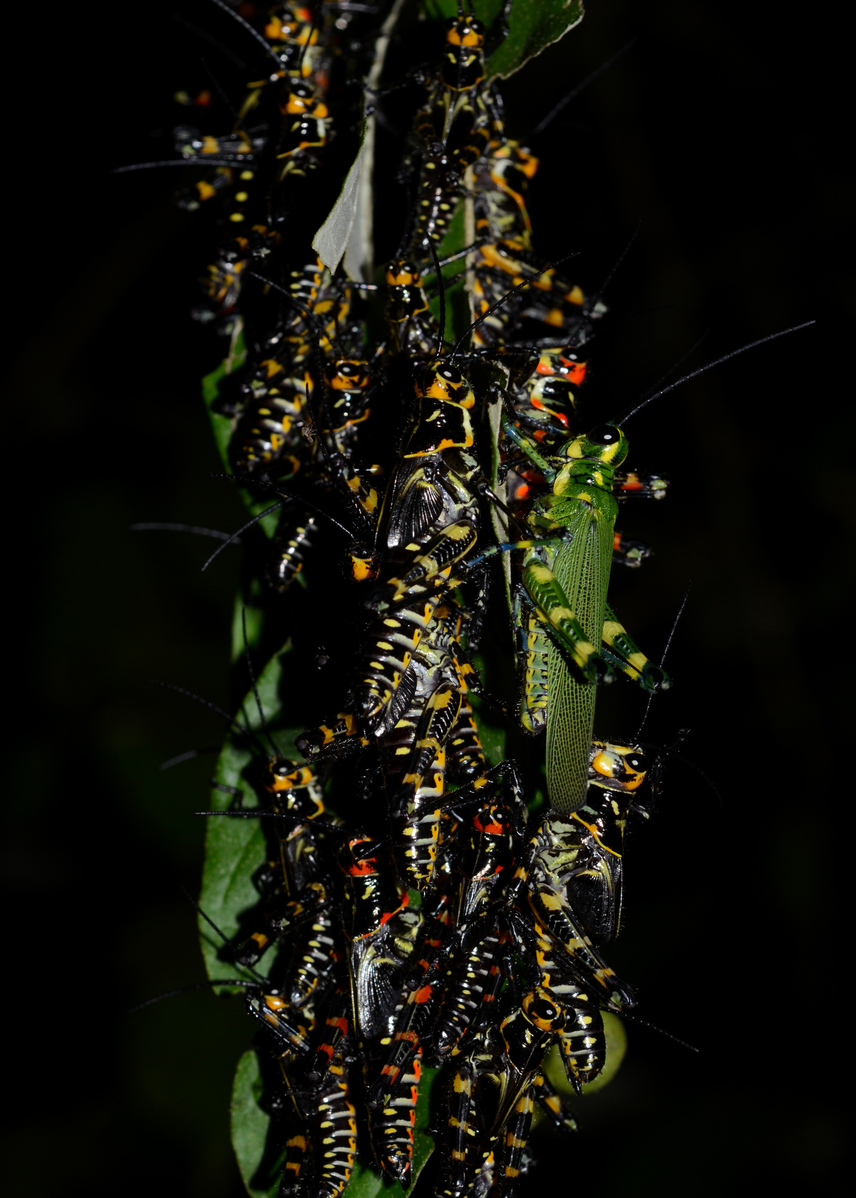 Flickr - ggallice - Grasshoppers