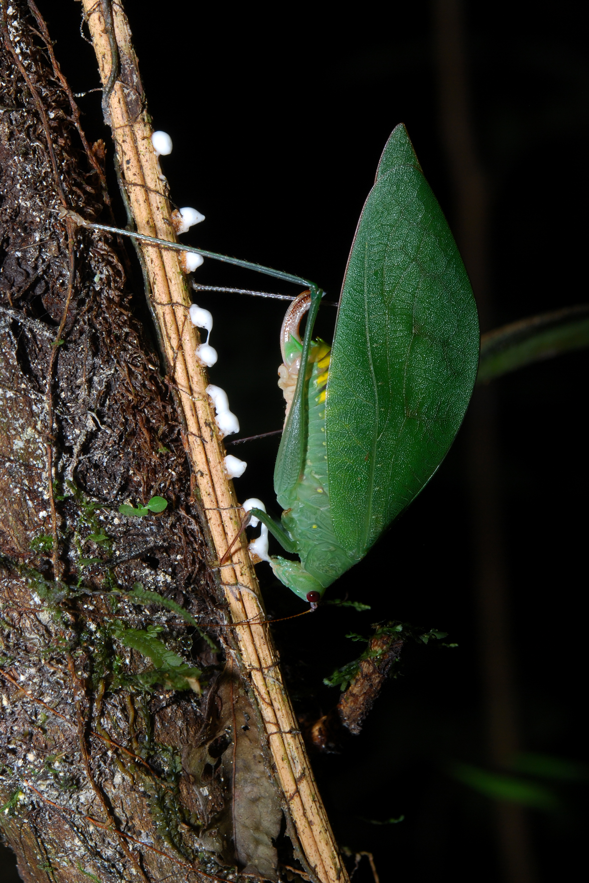 Flickr - ggallice - Katydid (4)